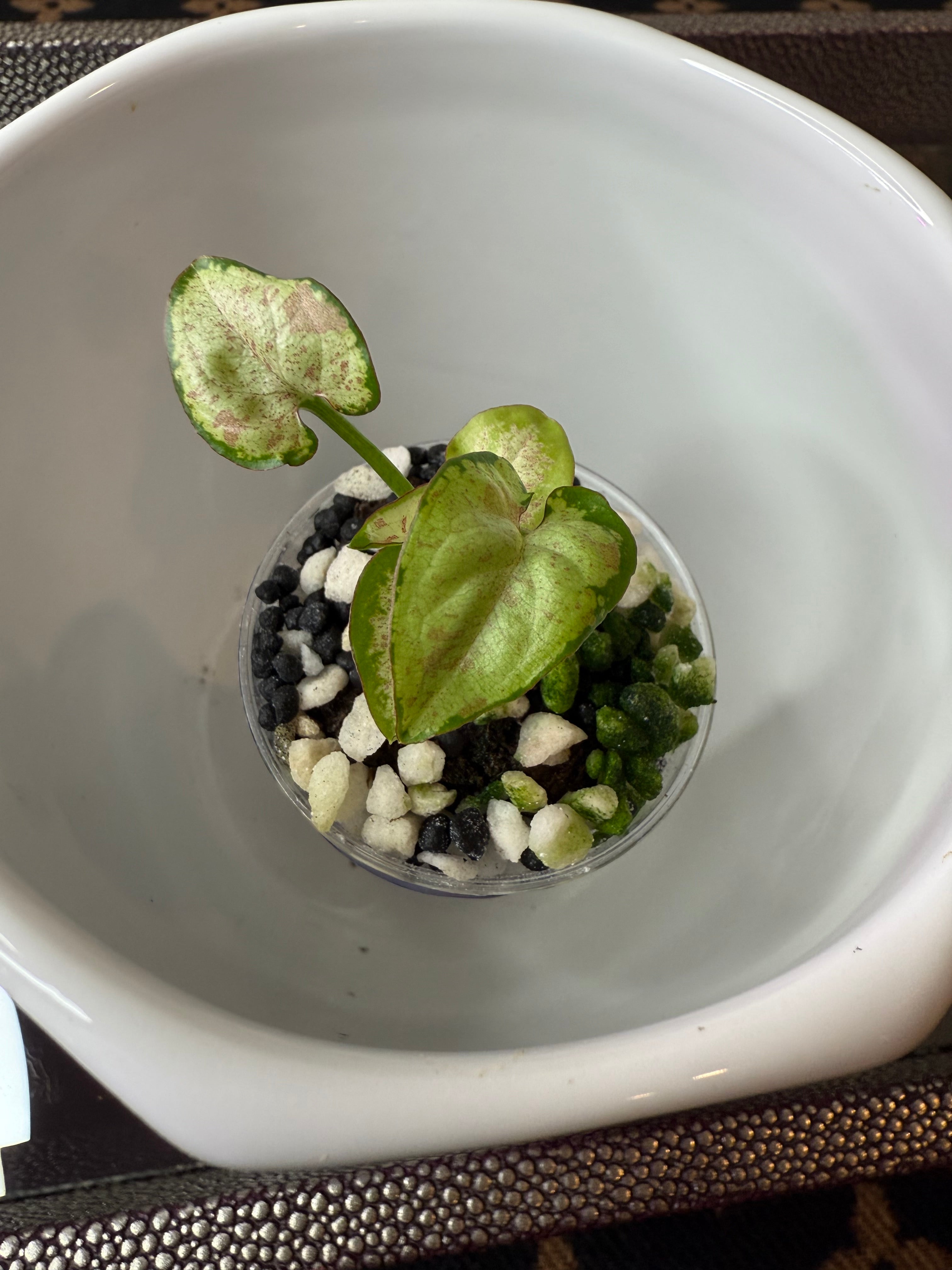 Syngonium
Milk Confetti (acclimated tissue culture)
