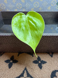 Philodendron Lemon Lime Heart Leaf
