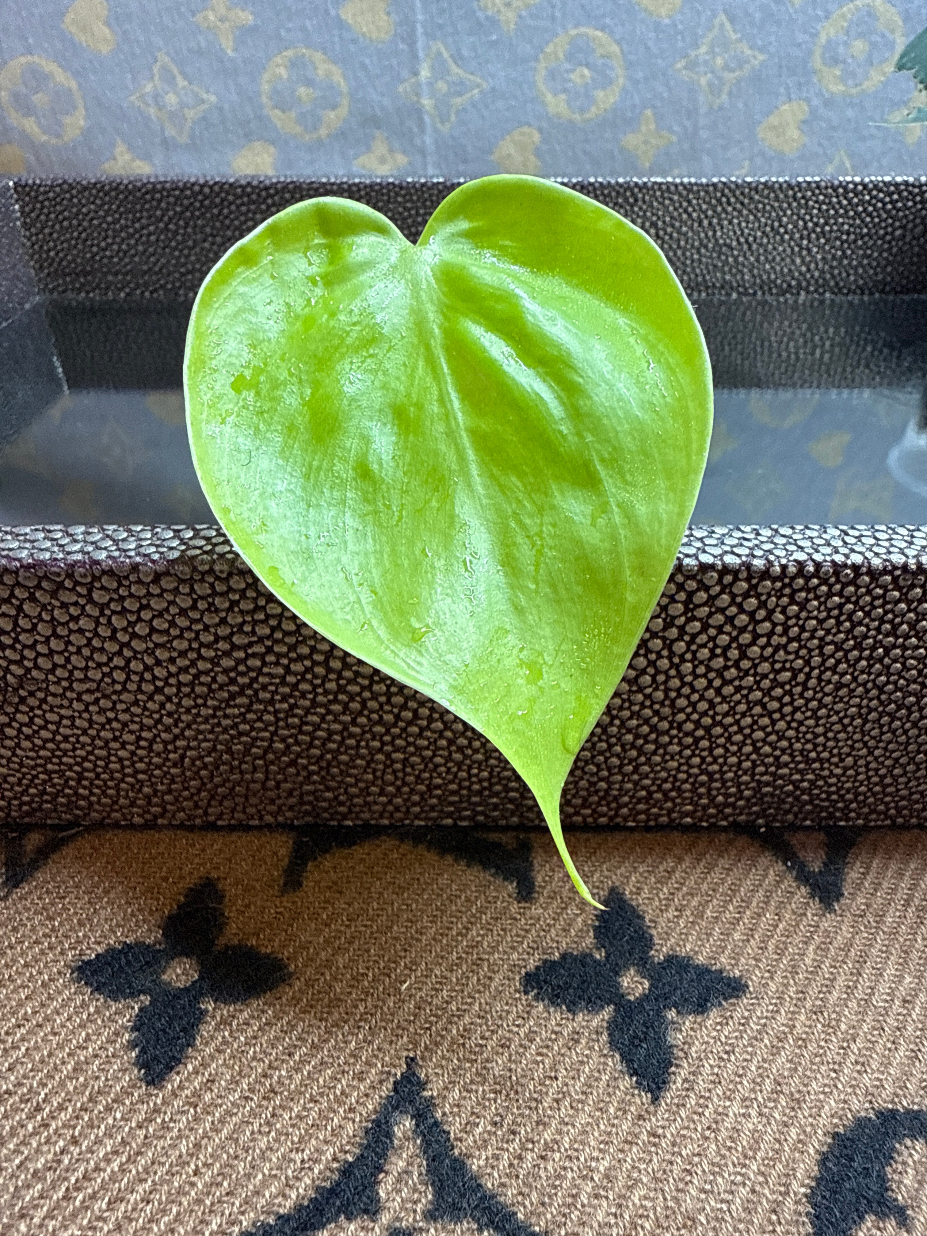 Philodendron Lemon Lime Heart Leaf