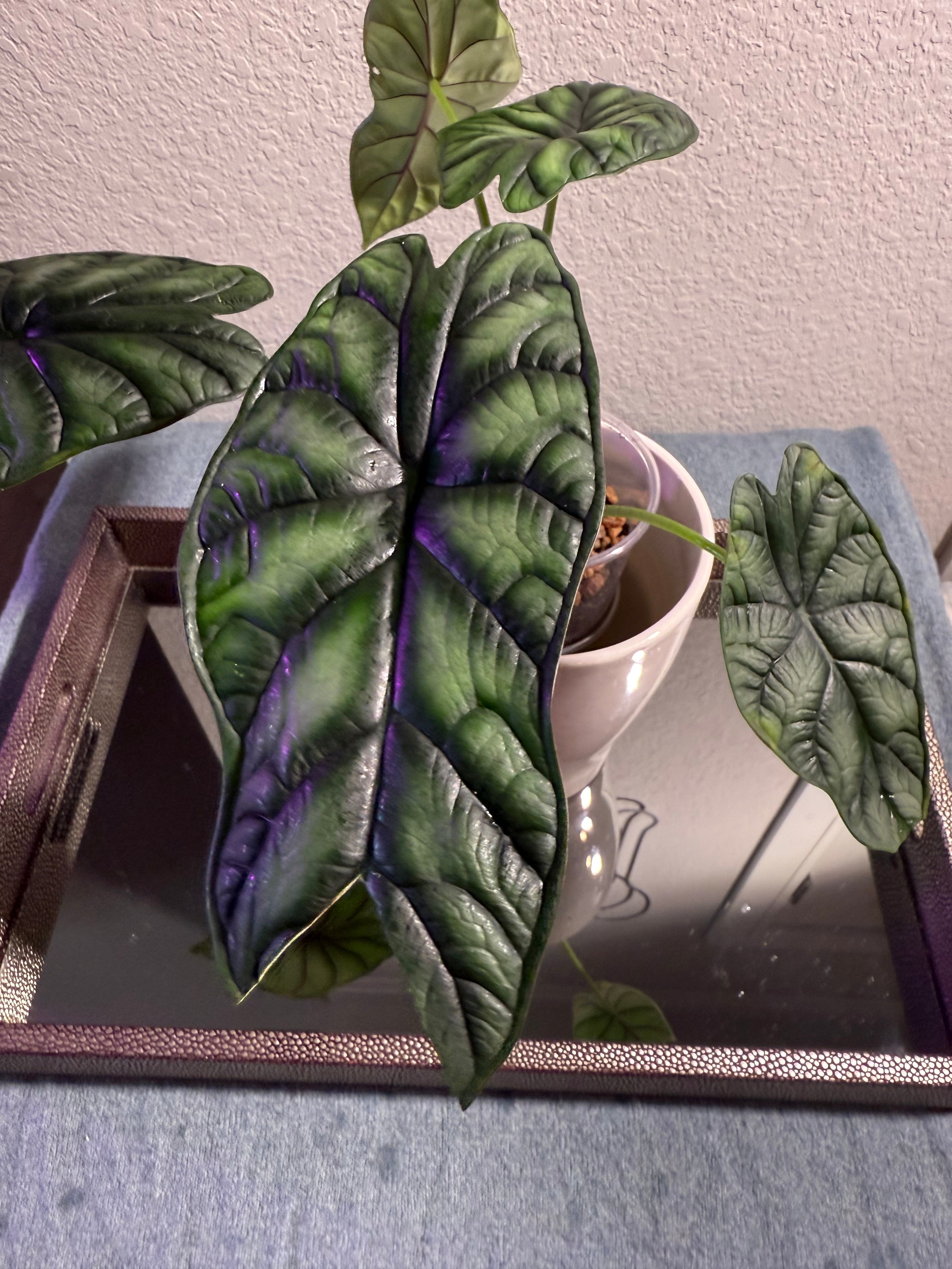 Alocasia Dragon Scale