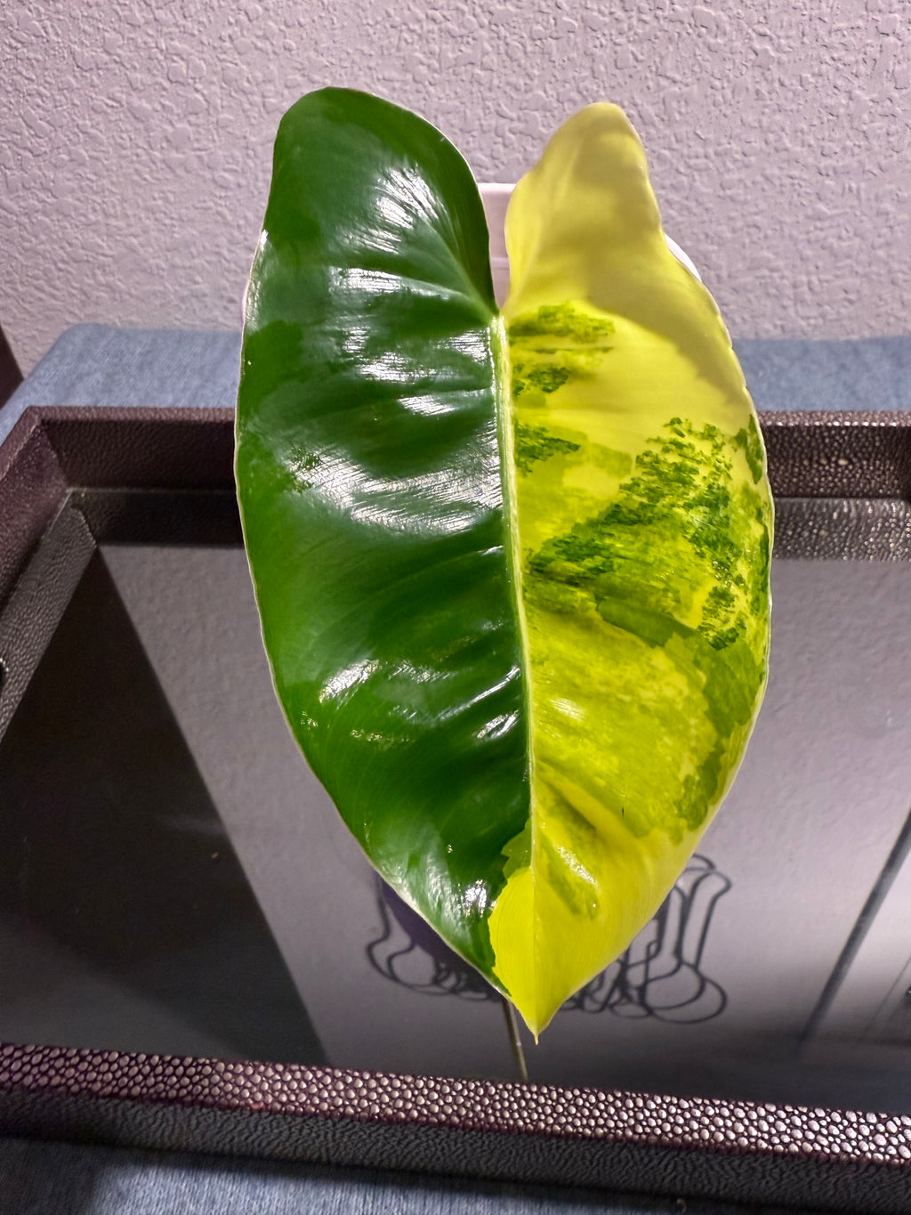 Philodendron Burle Marx Variegated