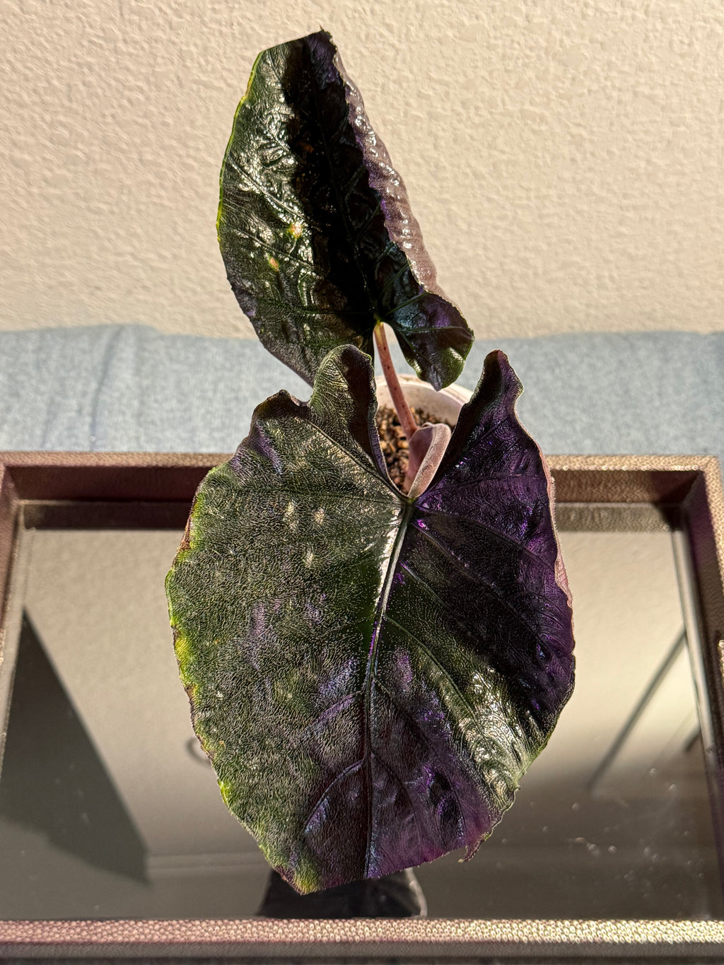 Alocasia Antoro Velvet