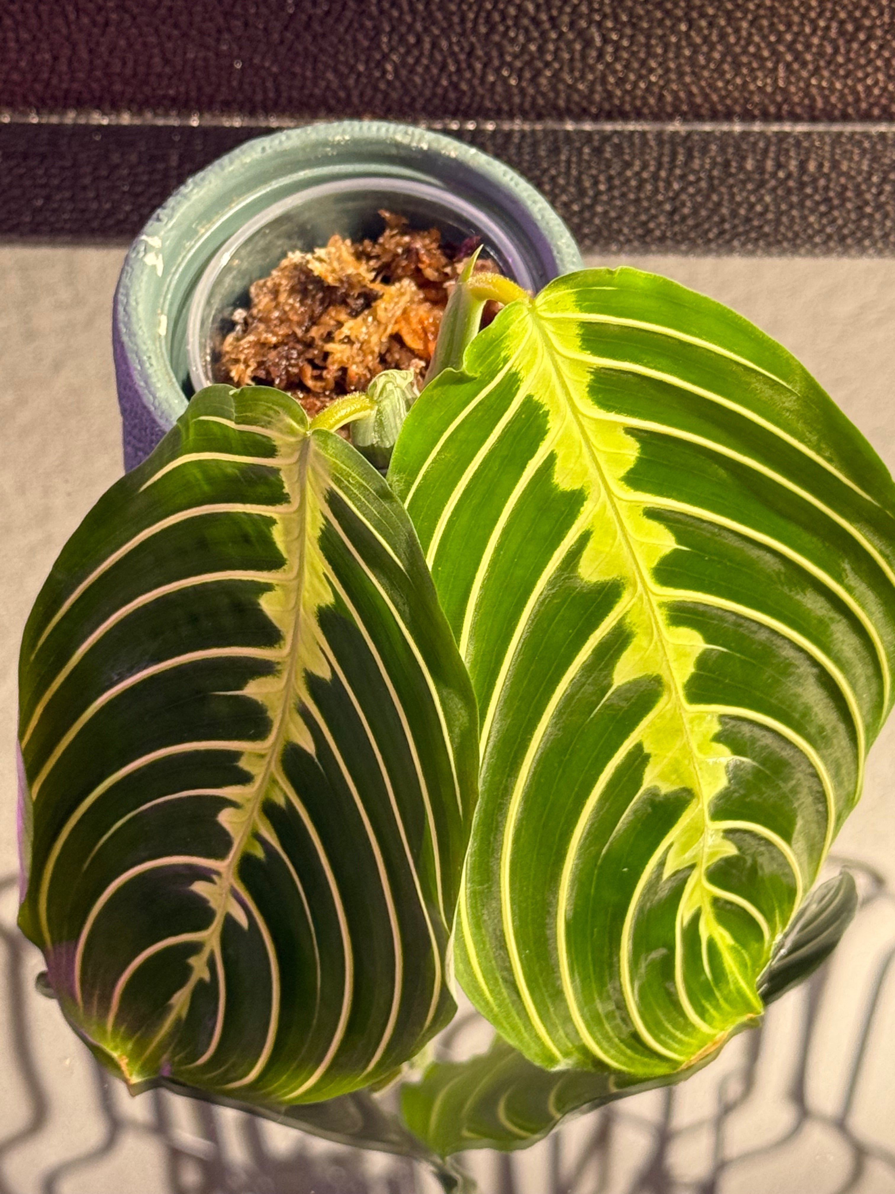 Maranta Lemon Lime (Prayer Plant) rooted cutting