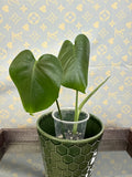 Monstera Deliciosa