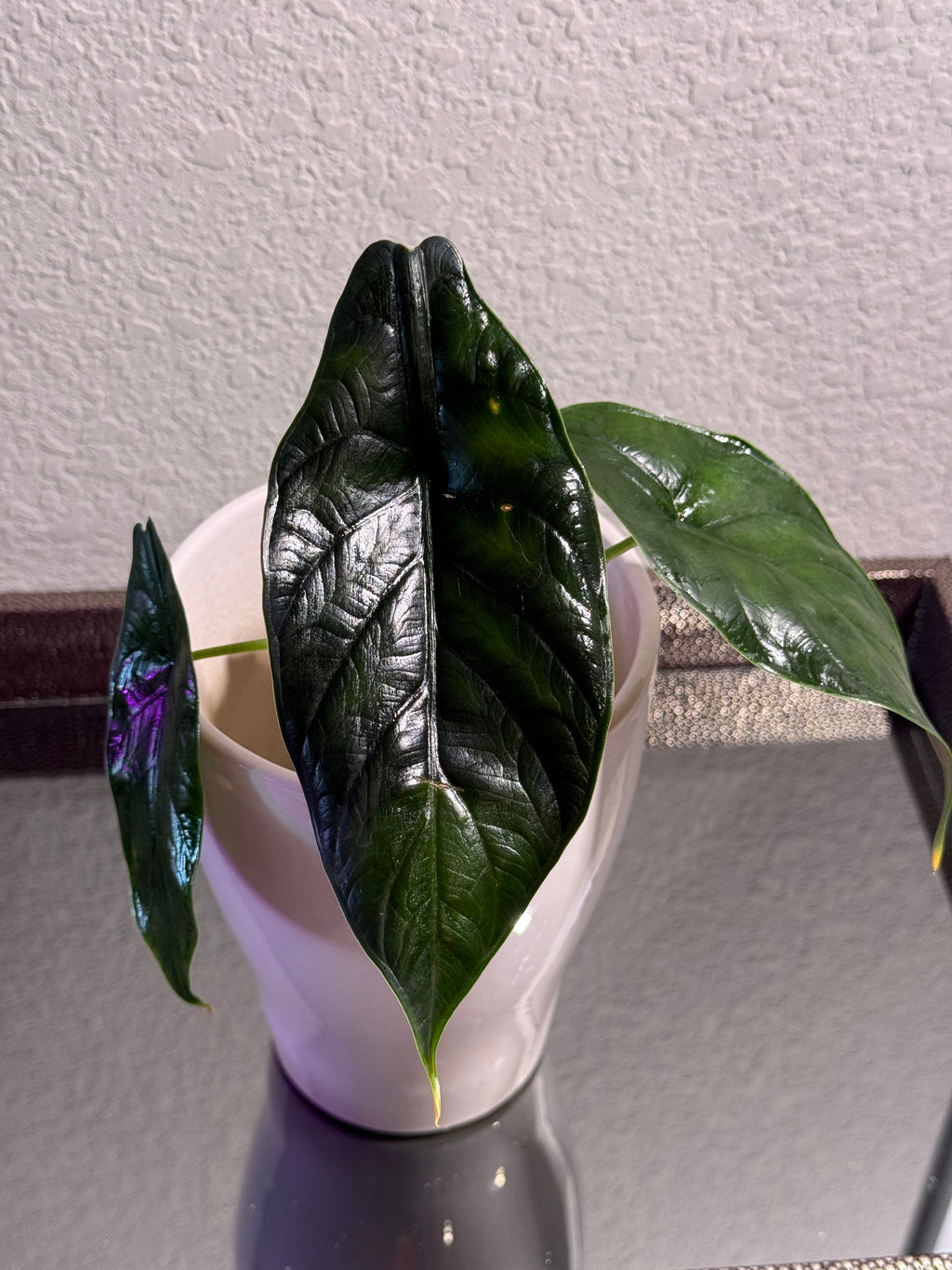 Green Unicorn Alocasia