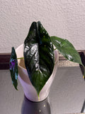 Green Unicorn Alocasia