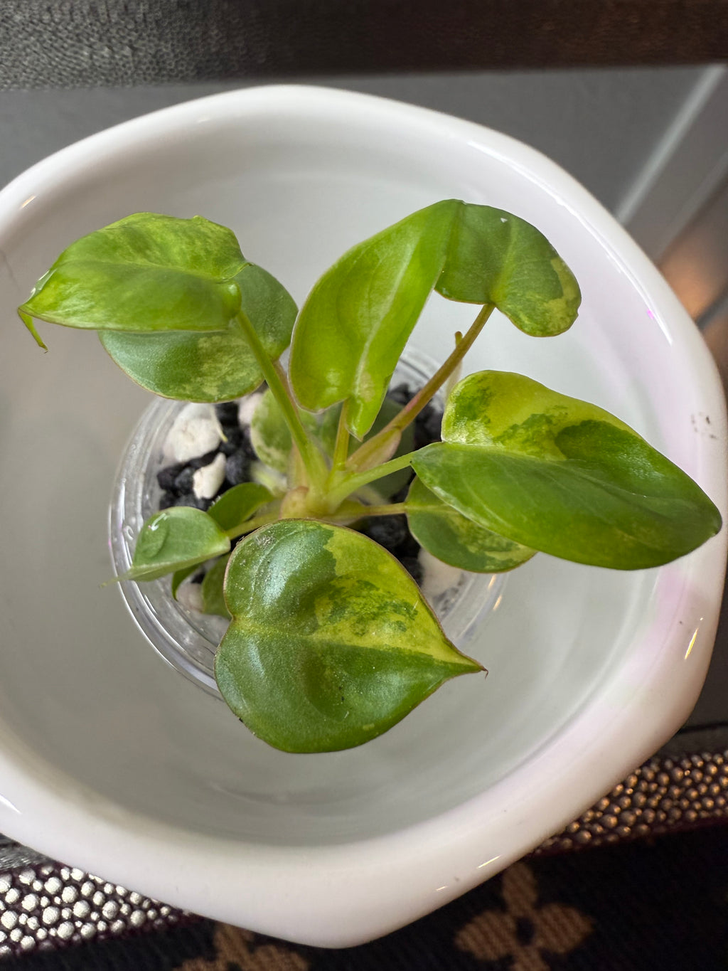 Philodendron Billietiae Variegated (acclimated tissue culture)