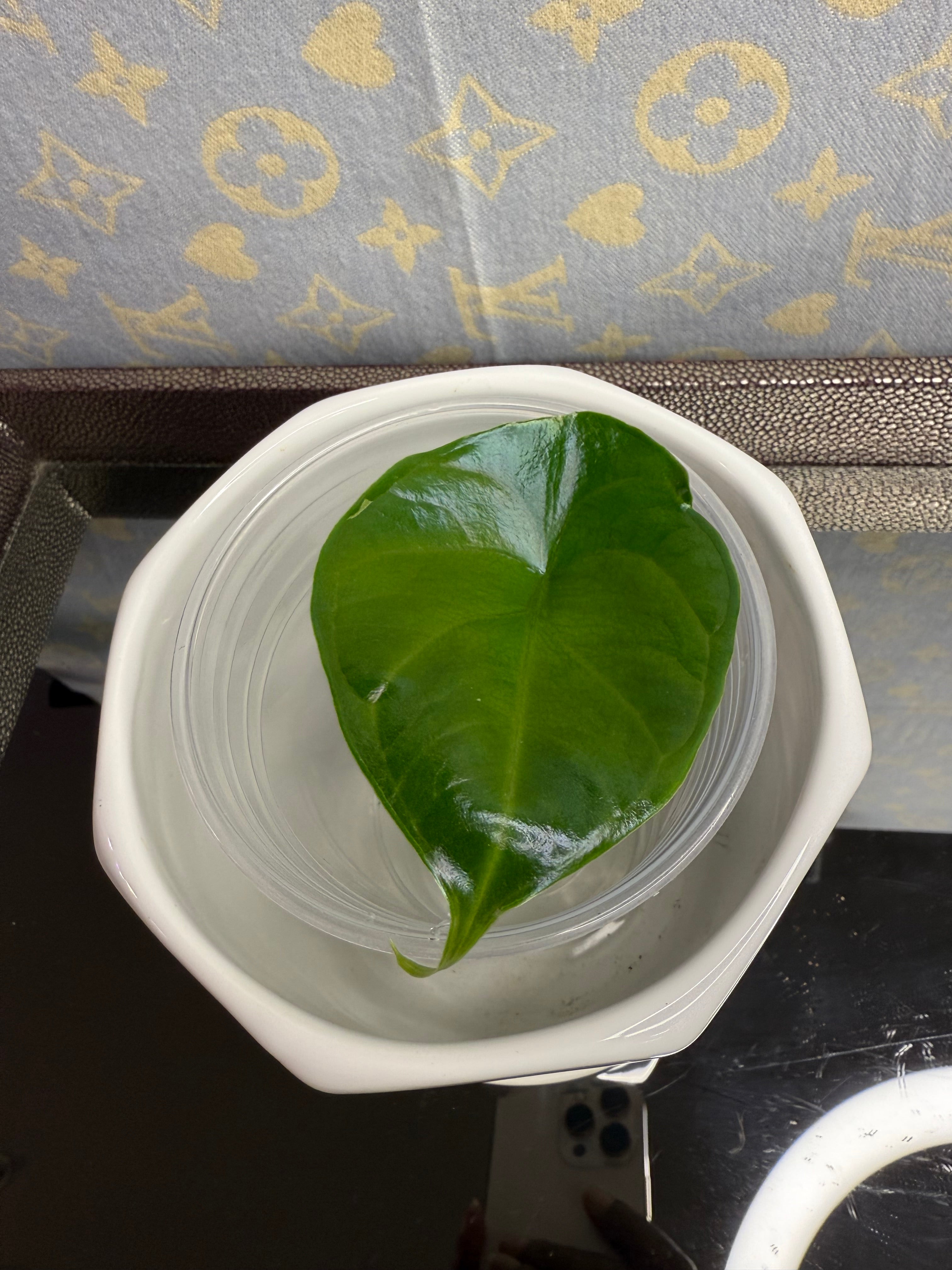 Alocasia Green Unicorn (corm grown)