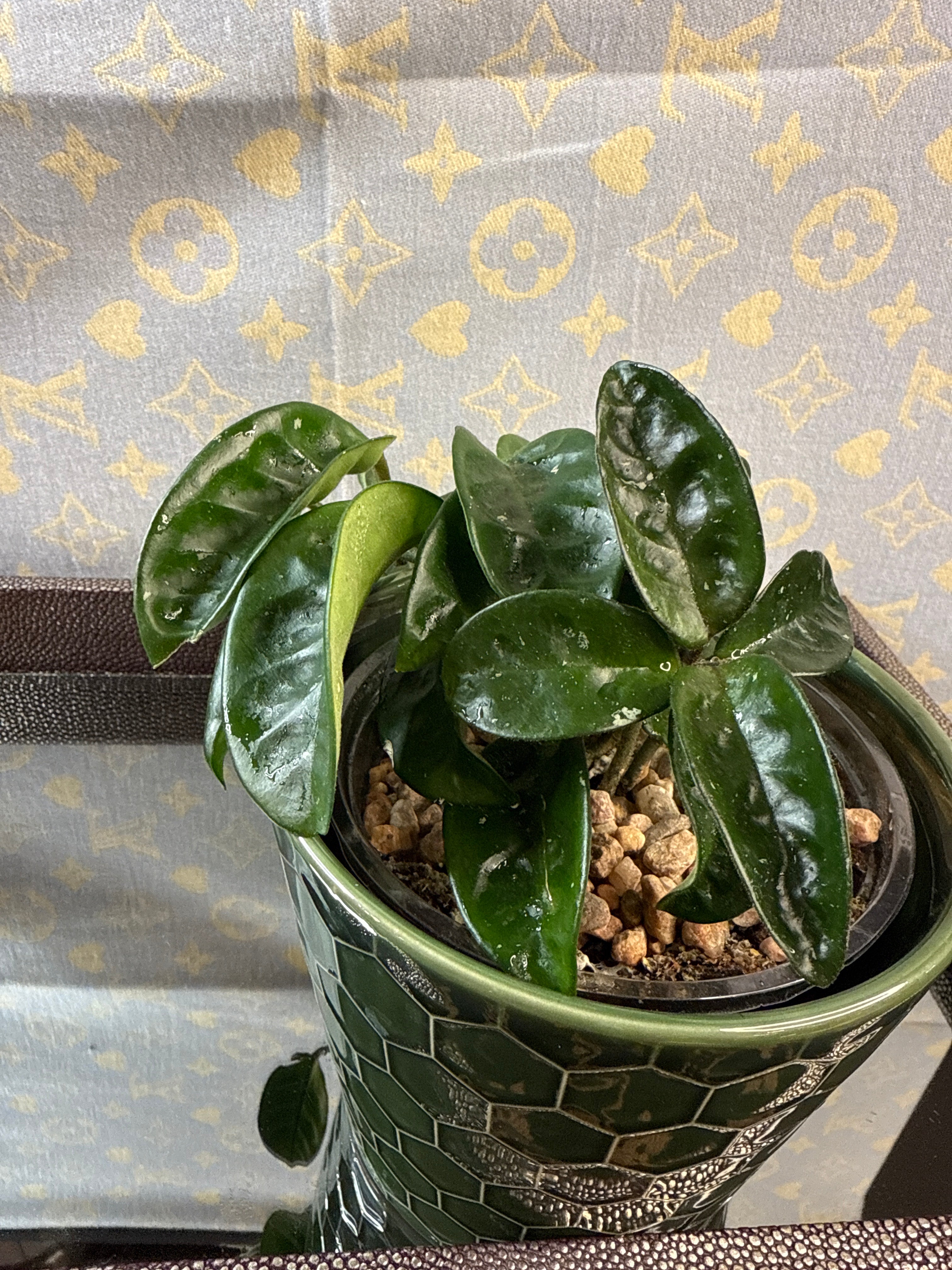Hoya Carnosa Krinkle 