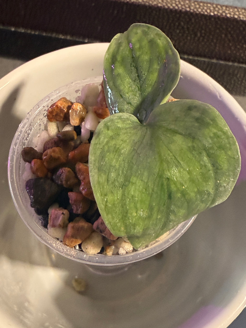 Scindapsus Frosted Tricolor