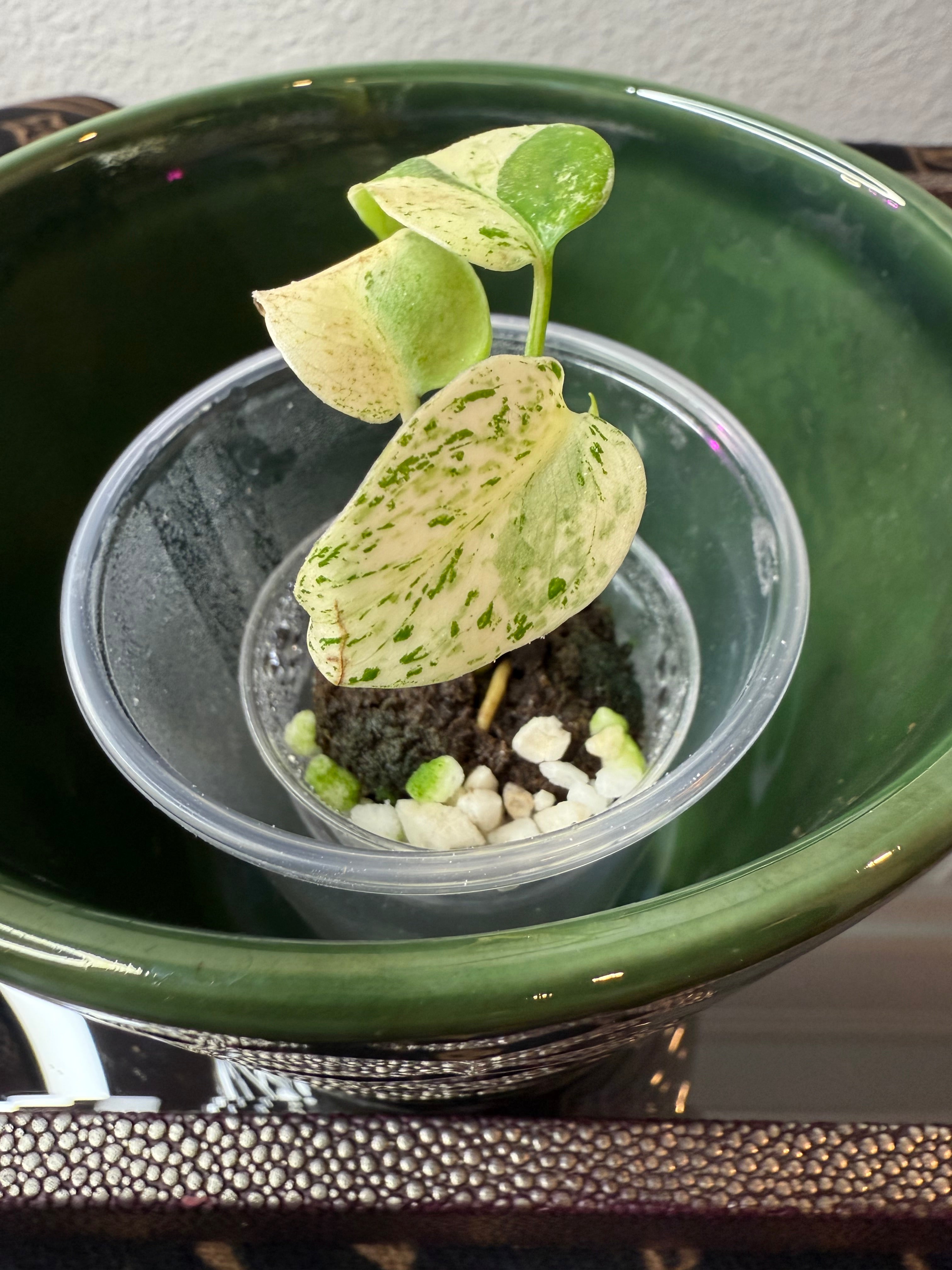 Monstera White Monster (acclimated tissue culture)