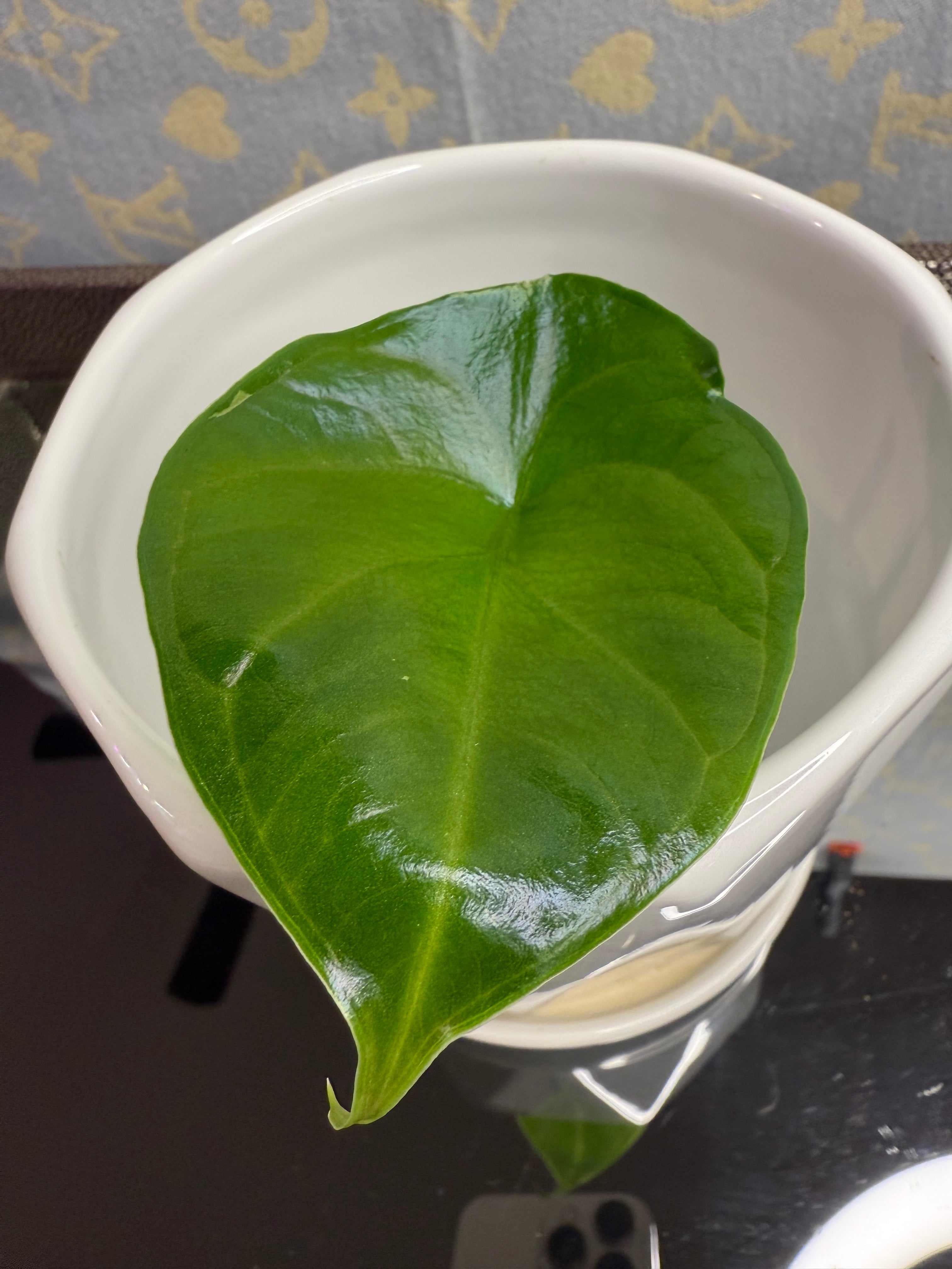 Alocasia Green Unicorn (corm grown)