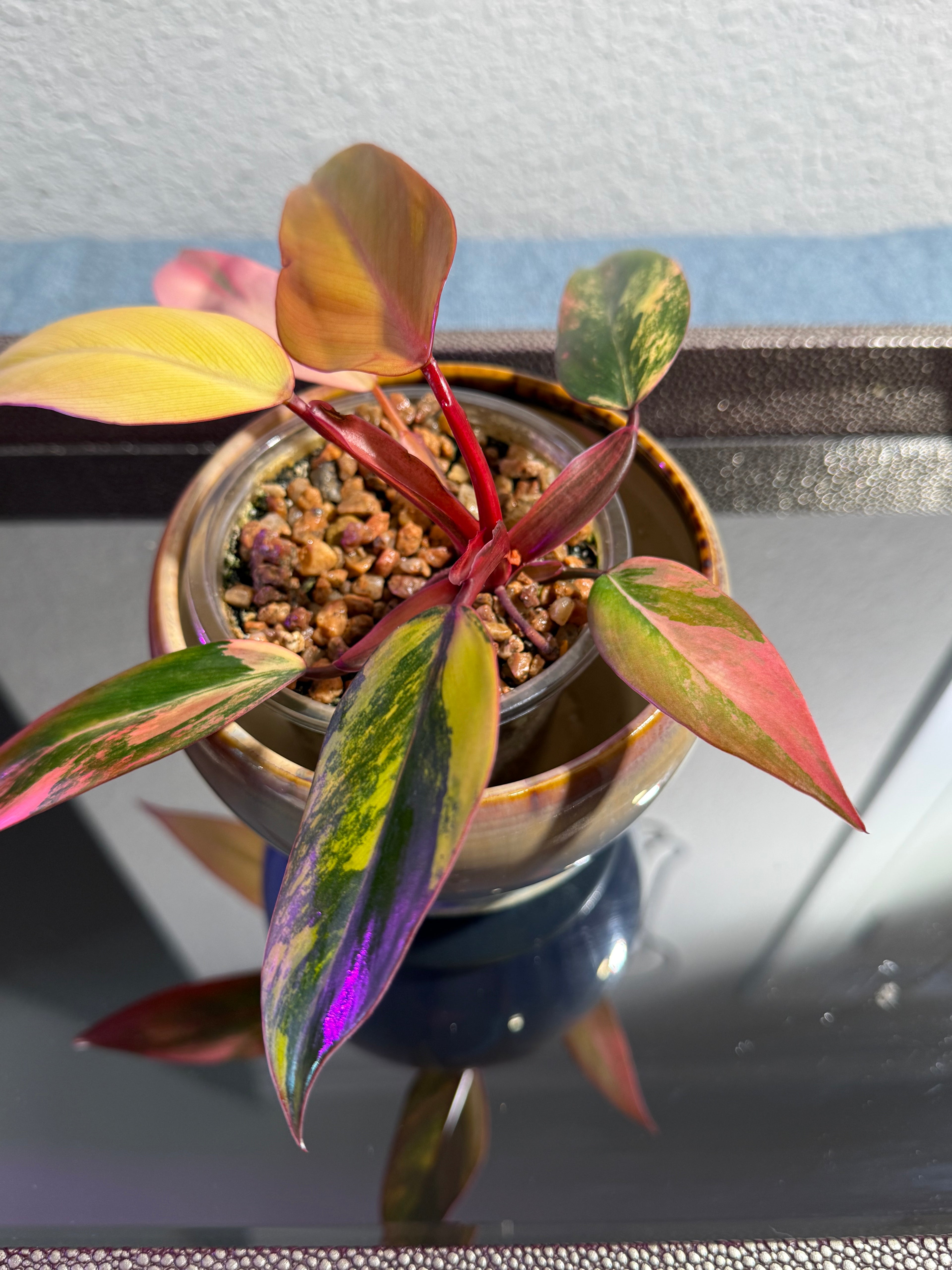 Philodendron Strawberry Shake Variegated