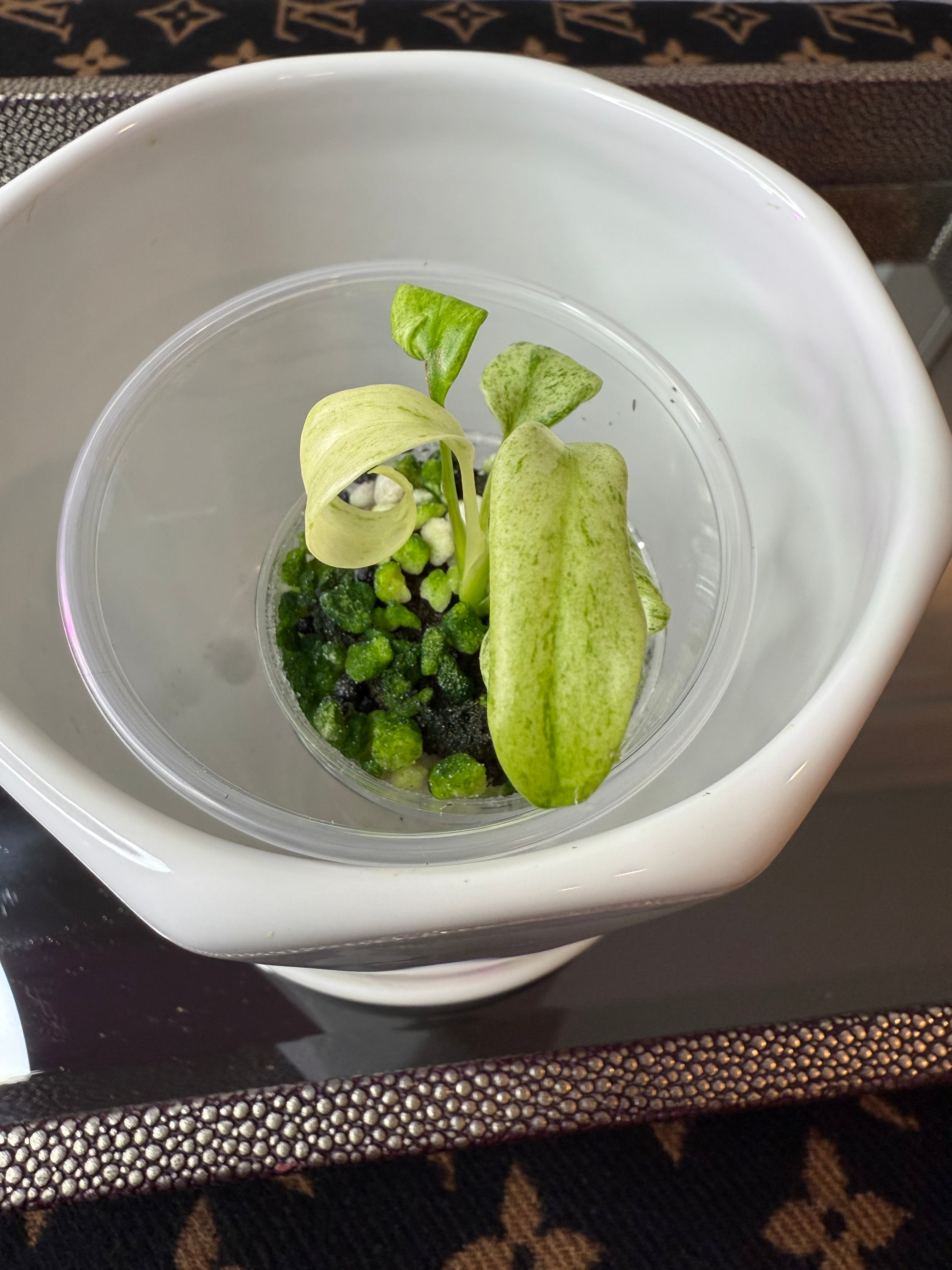 Epipremnum Giganteum Variegated (acclimated tissue culture)