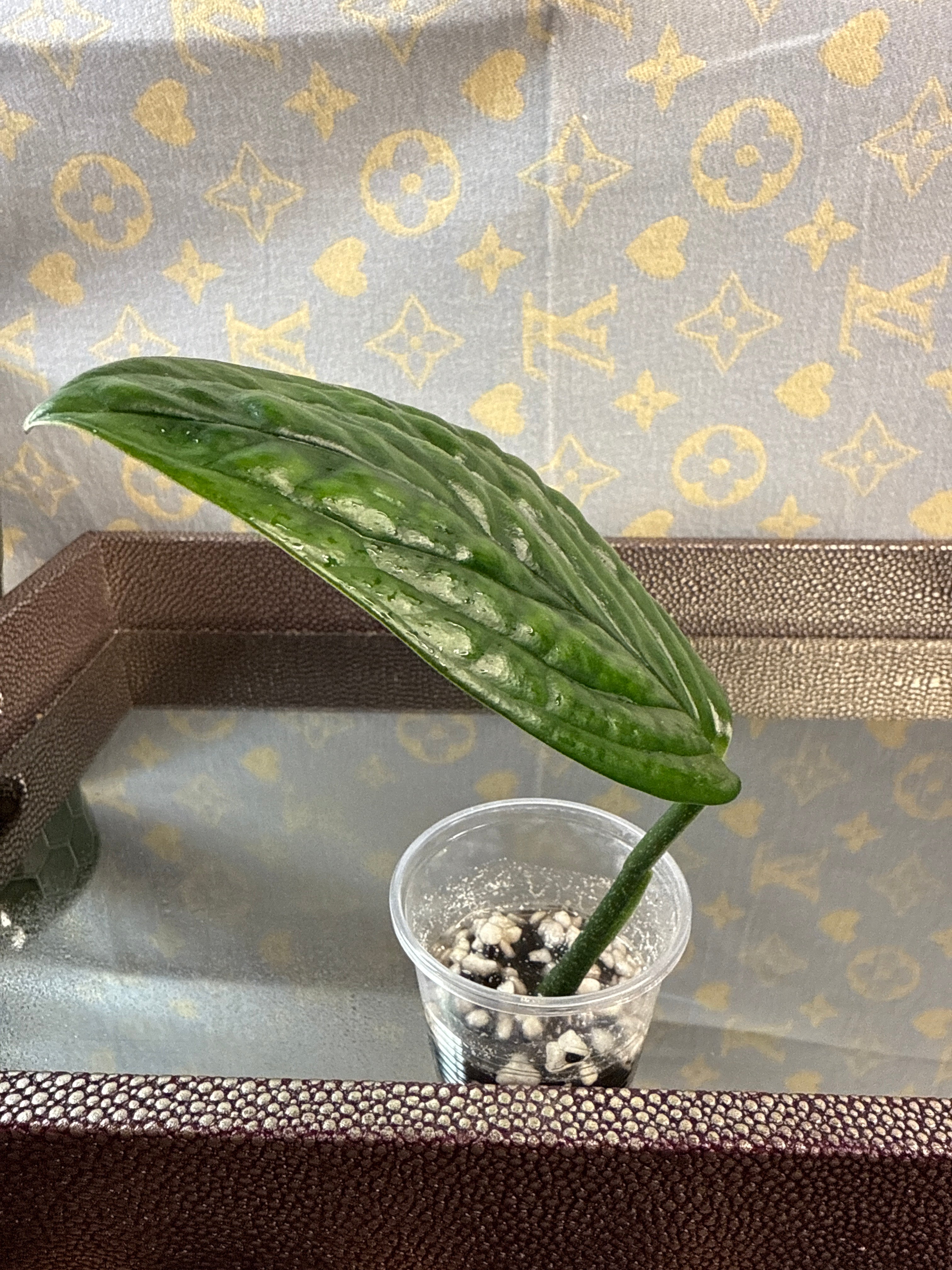 Monstera Peru cutting