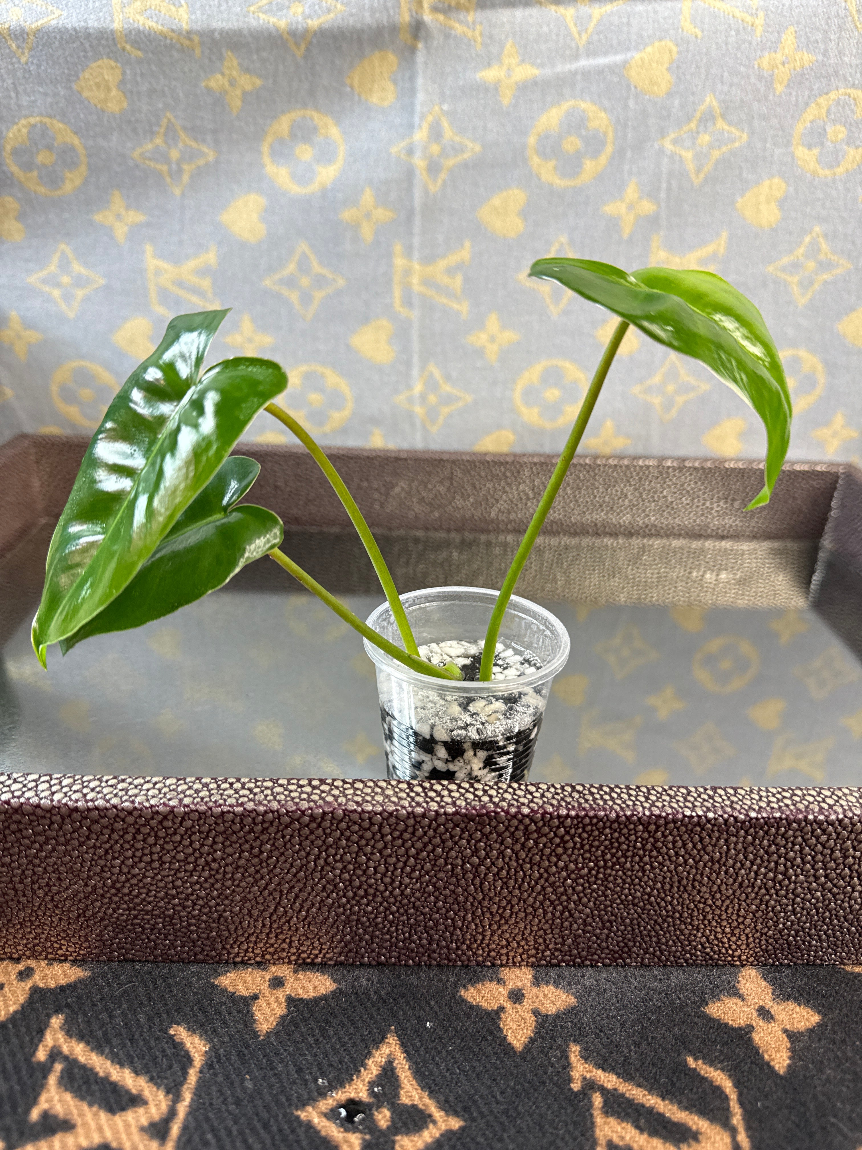 Philodendron Burle Marx rooted cutting