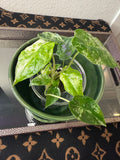 Alocasia Odora Batik (acclimated tissue culture)