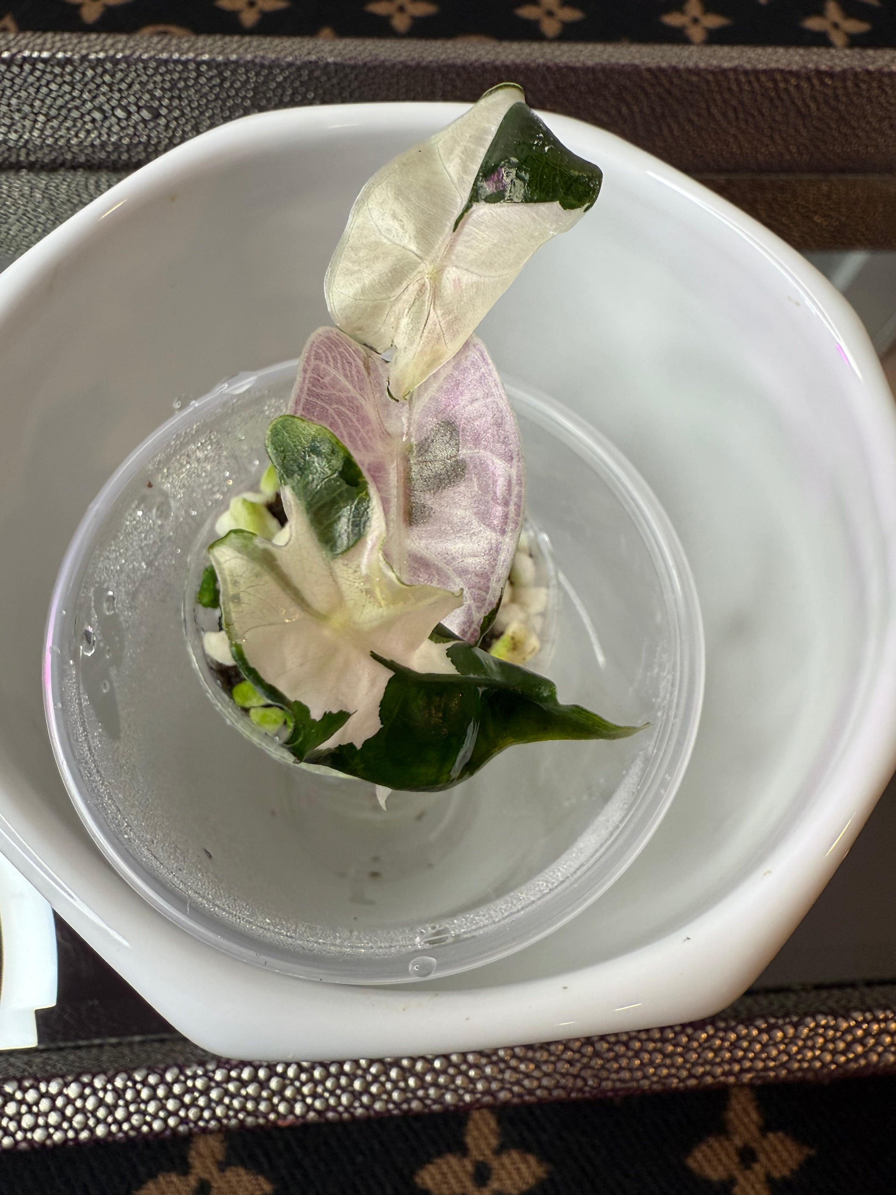 Alocasia Pink Polly Variegated (acclimated tissue culture)