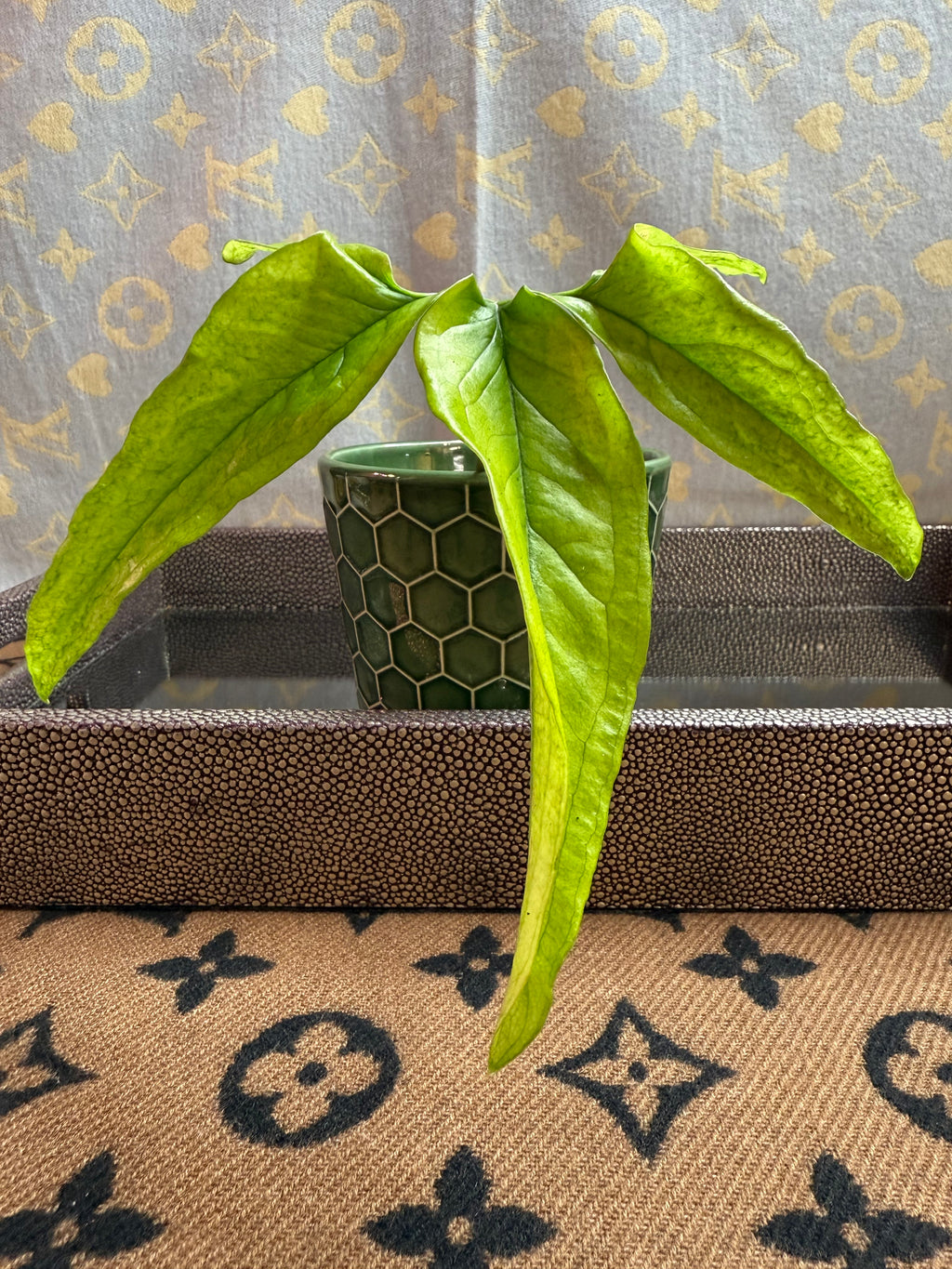 Syngonium Angustatum Variegated cutting