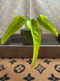 Syngonium Angustatum Variegated cutting
