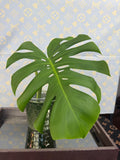 Monstera Borsigiana Albo (possible revert) cutting