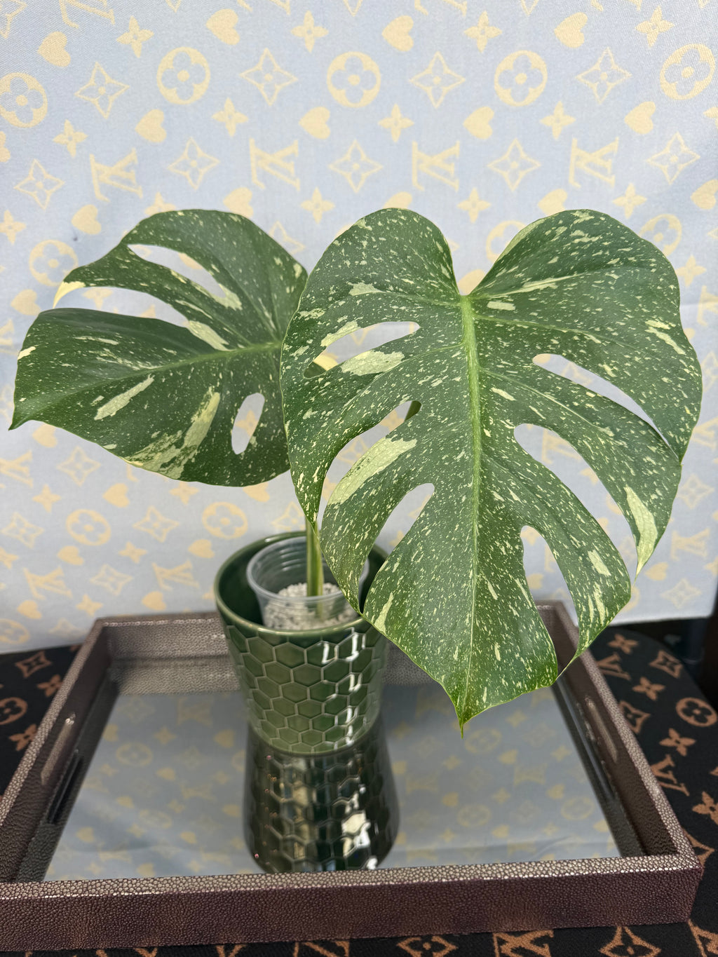 Monstera Thai Constellation cutting