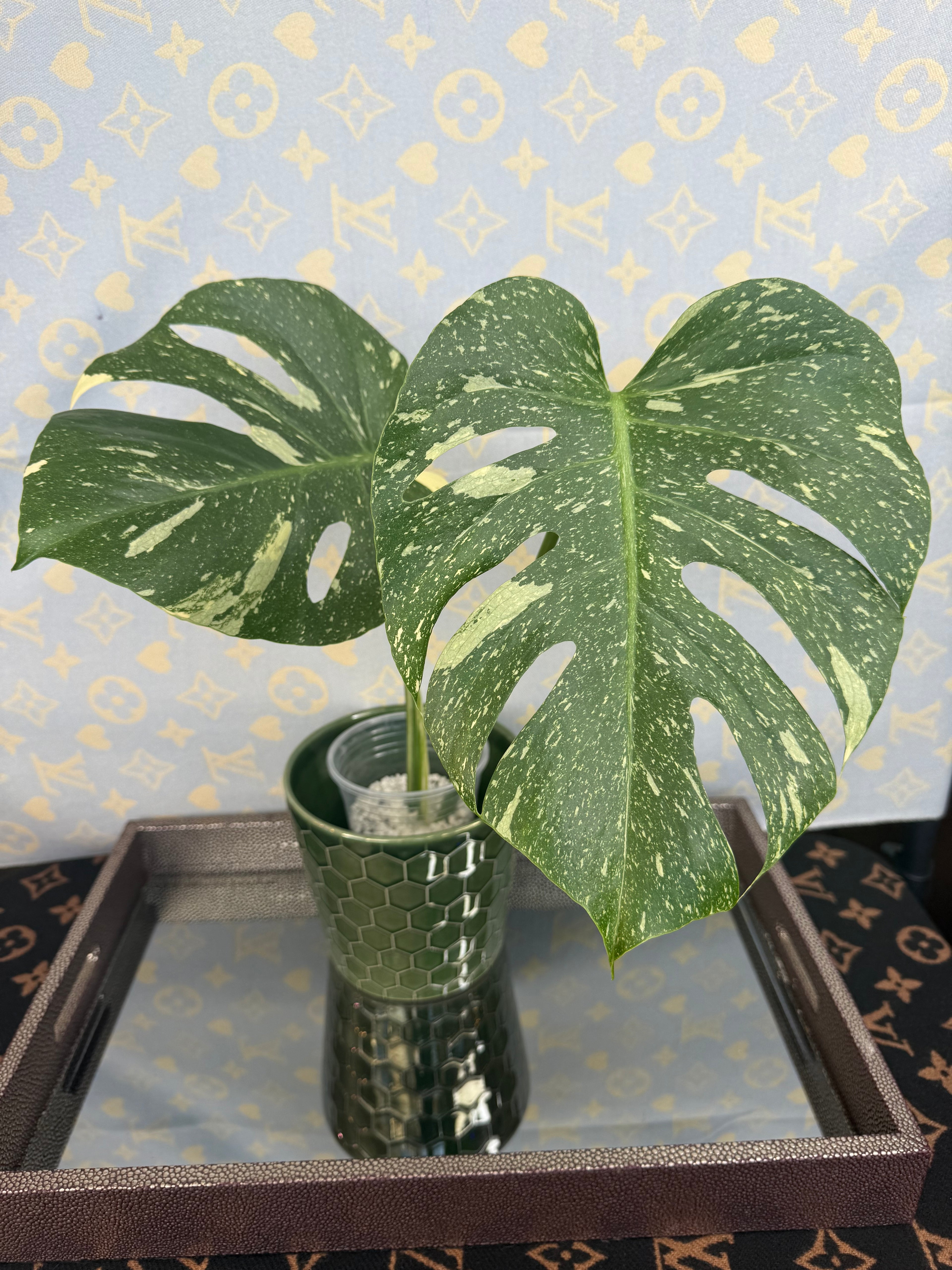 Monstera Thai Constellation cutting