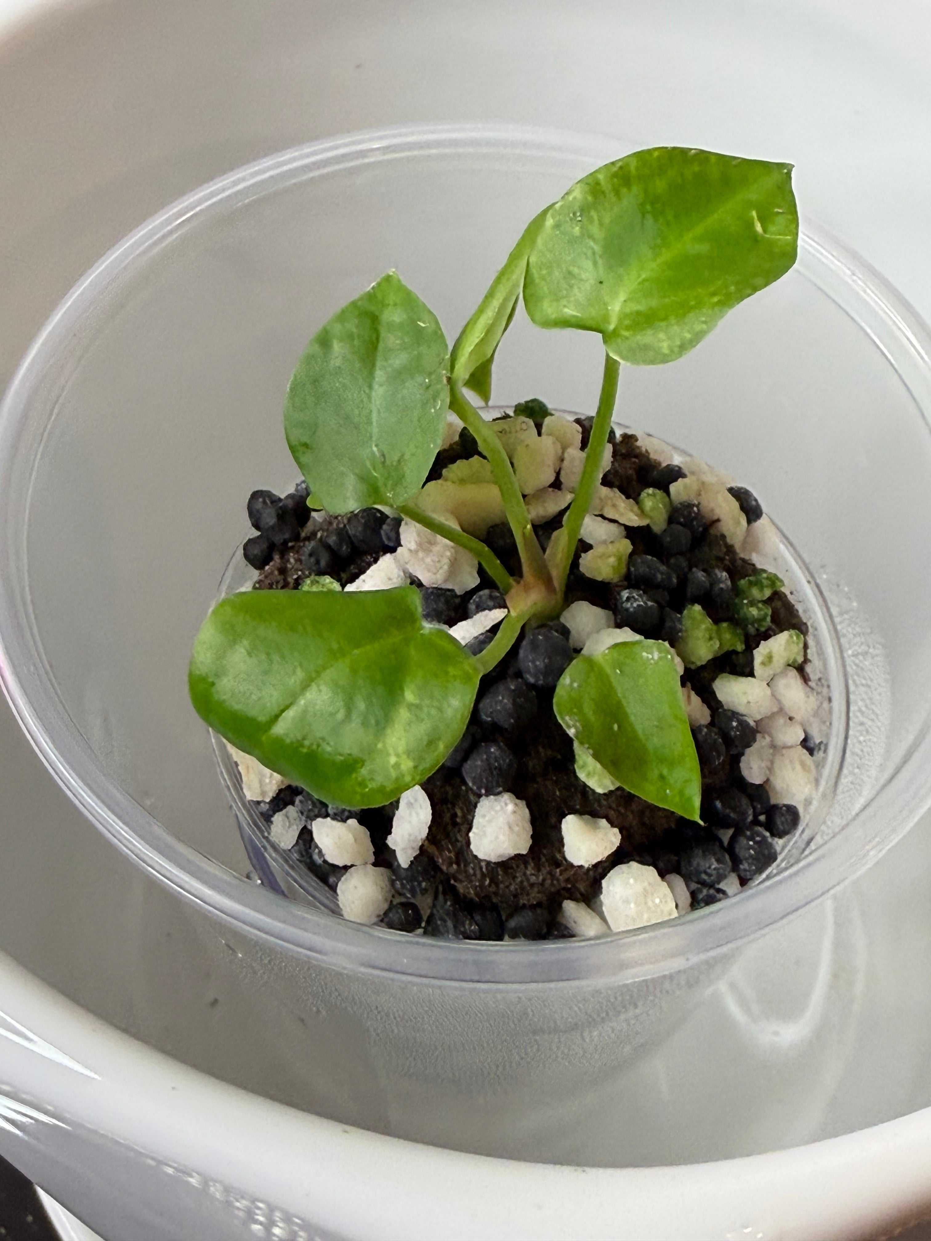 Anthurium Vittarifolium Variegated (acclimated tissue culture)