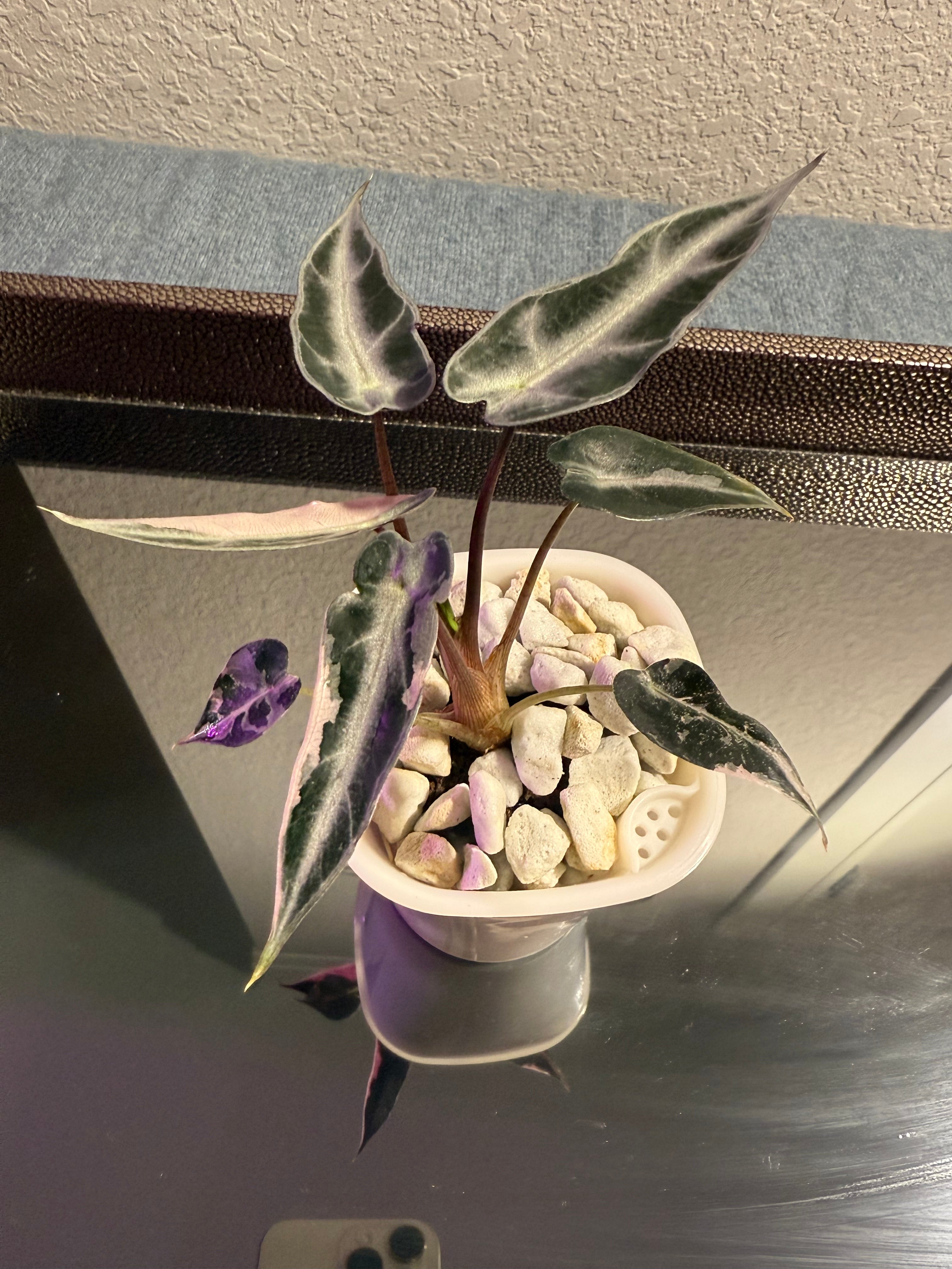 Alocasia Bambino Pink Variegated