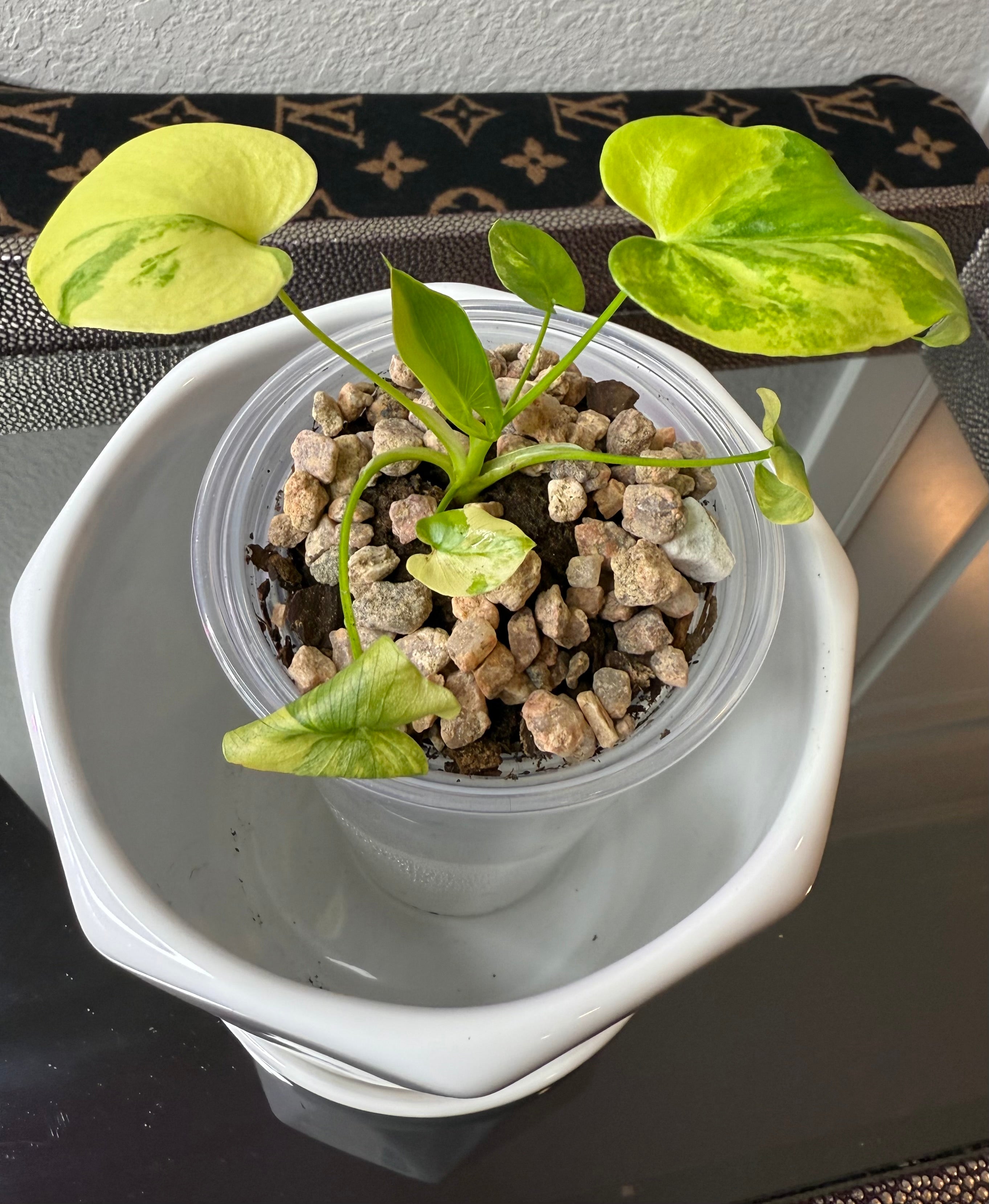 Philodendron Bipinnatifidum Aurea (acclimated tissue culture)