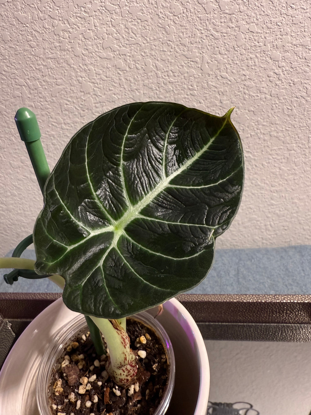 ￼Alocasia Black Velvet