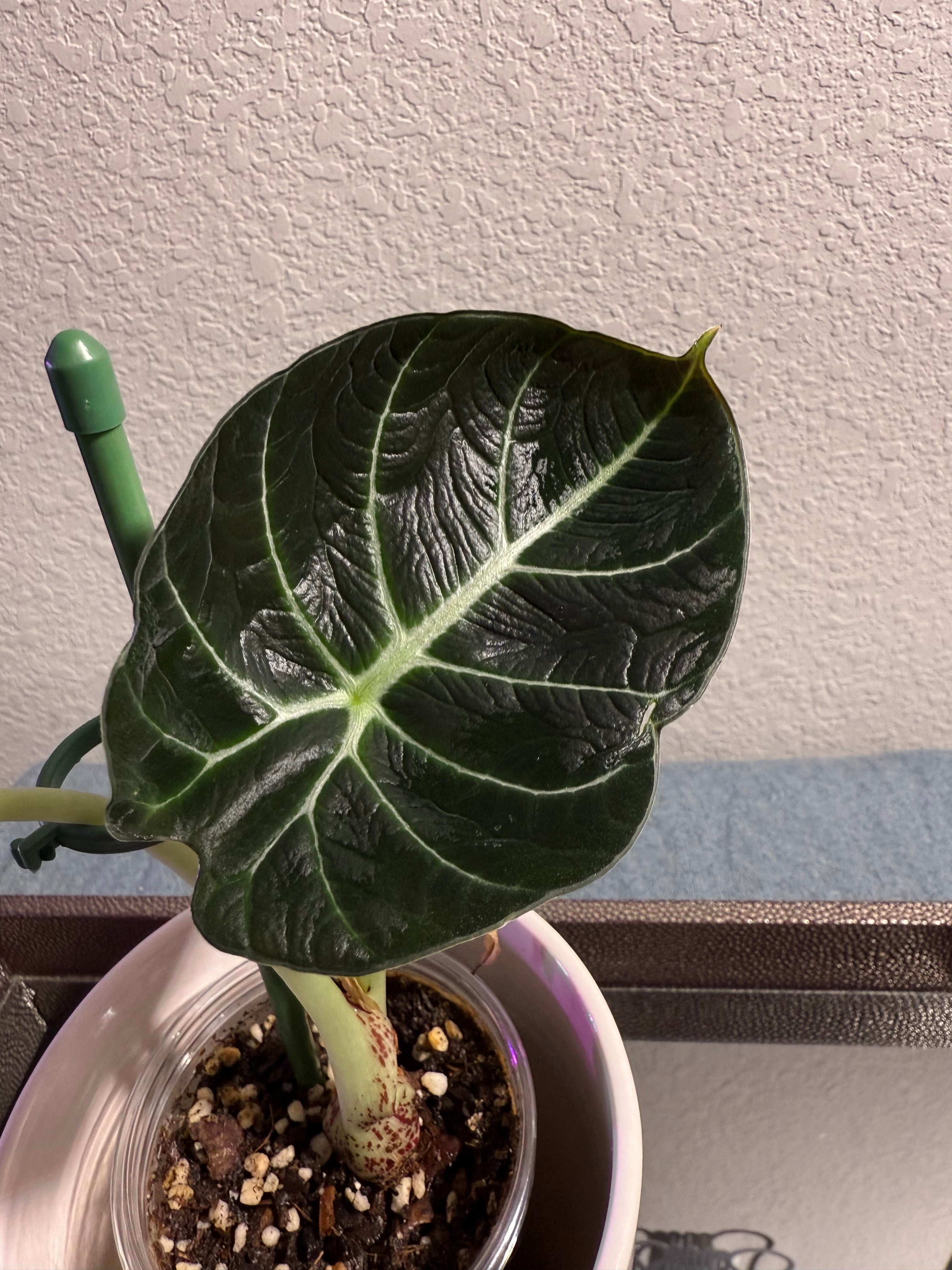 ￼Alocasia Black Velvet