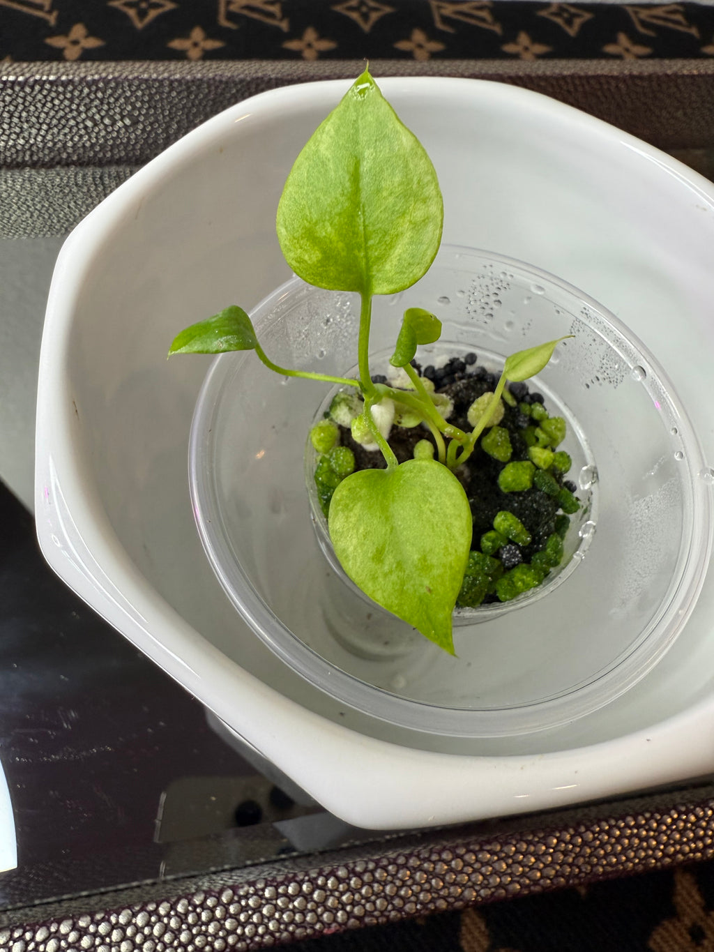 Anthurium Vittarifolium Variegated (acclimated tissue culture)