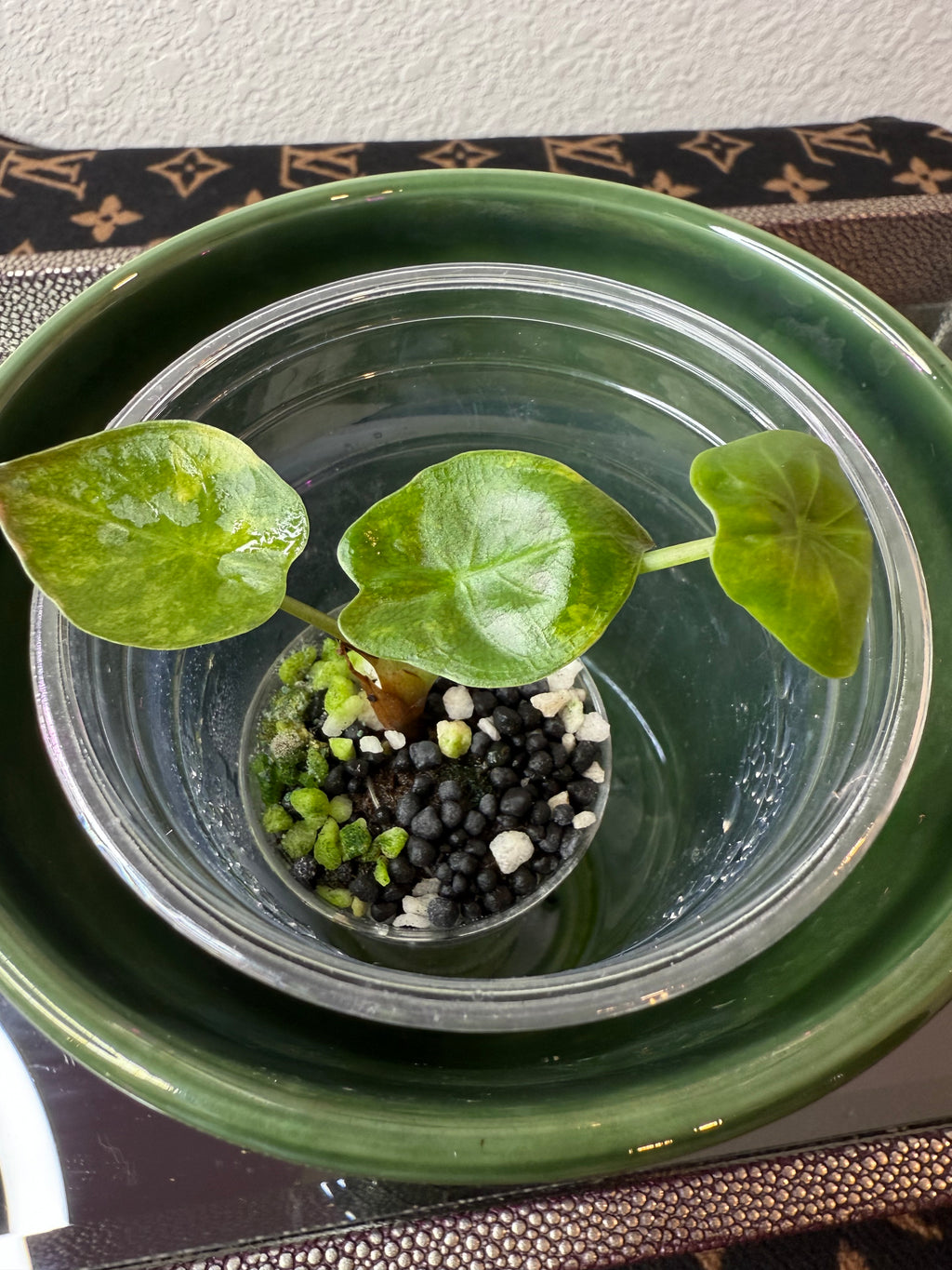 Alocasia Wentii Aurea (acclimated tissue culture)