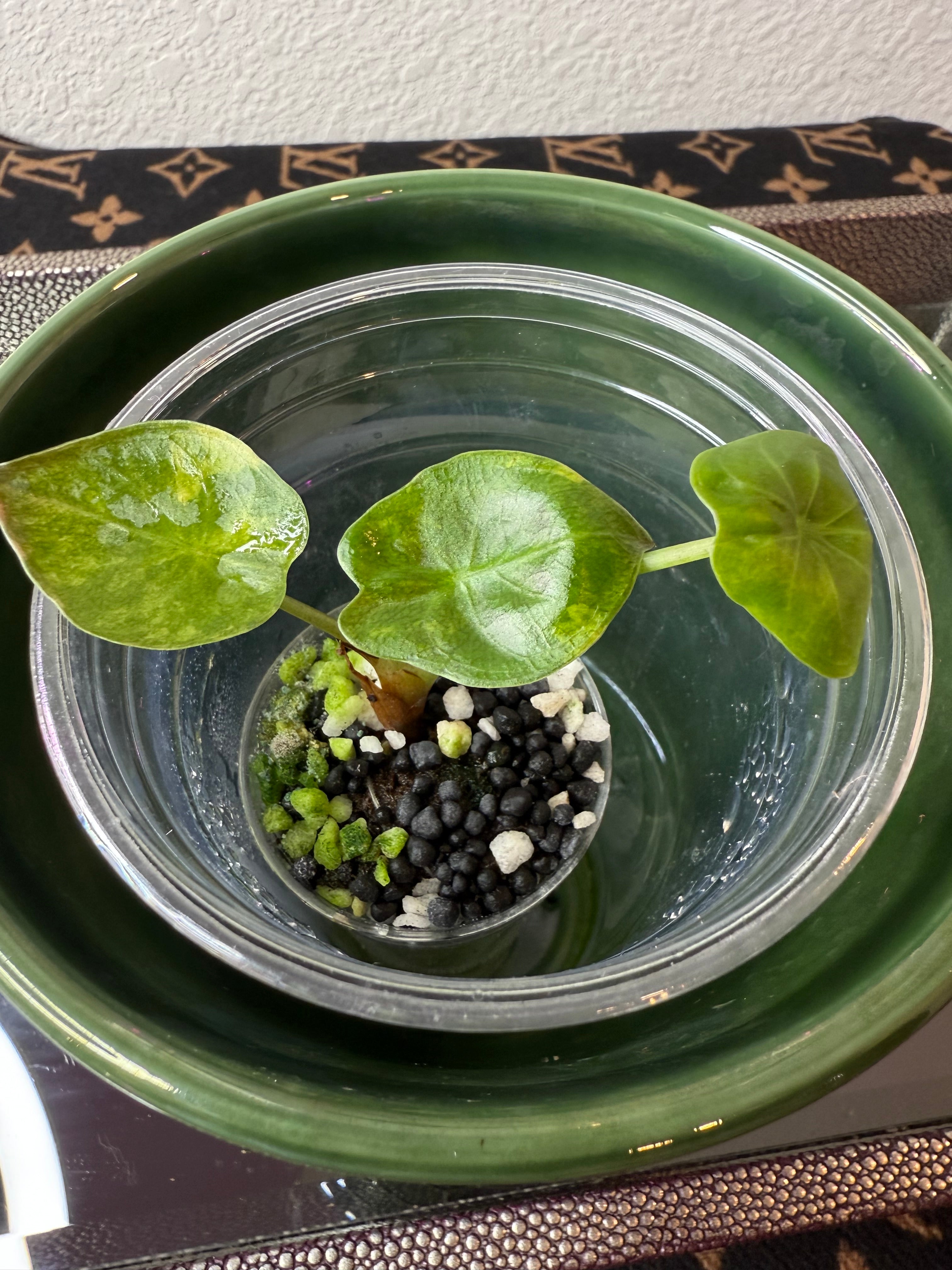 Alocasia Wentii Aurea (acclimated tissue culture)