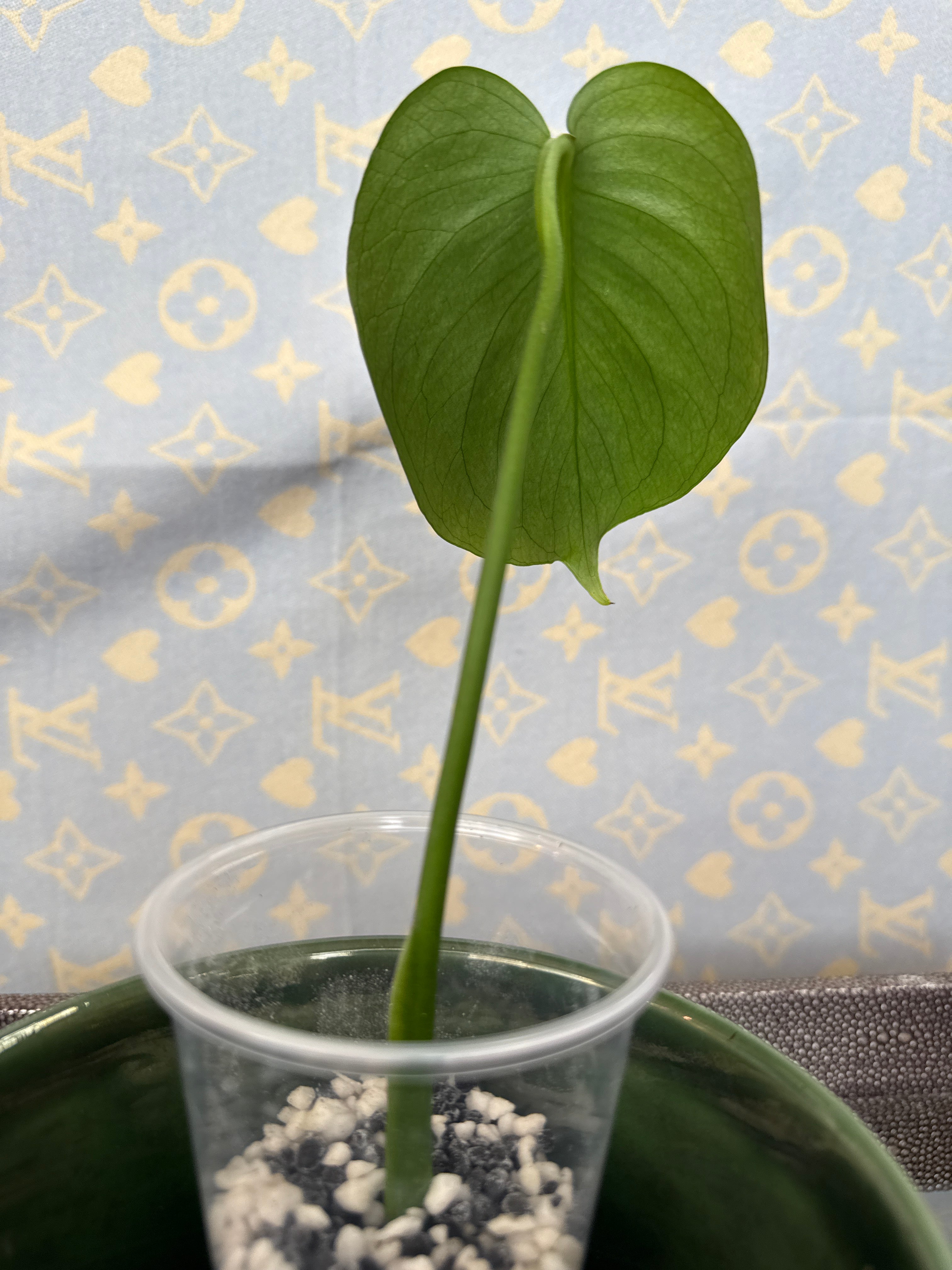 Monstera Deliciosa