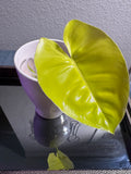 Philodendron Burle Marx Variegated
