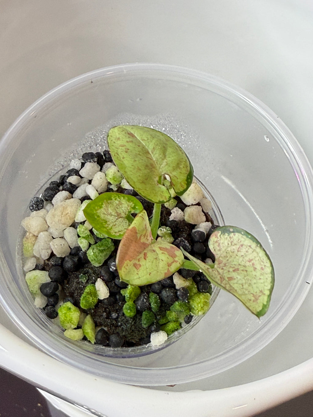 Syngonium
Milk Confetti (acclimated tissue culture)