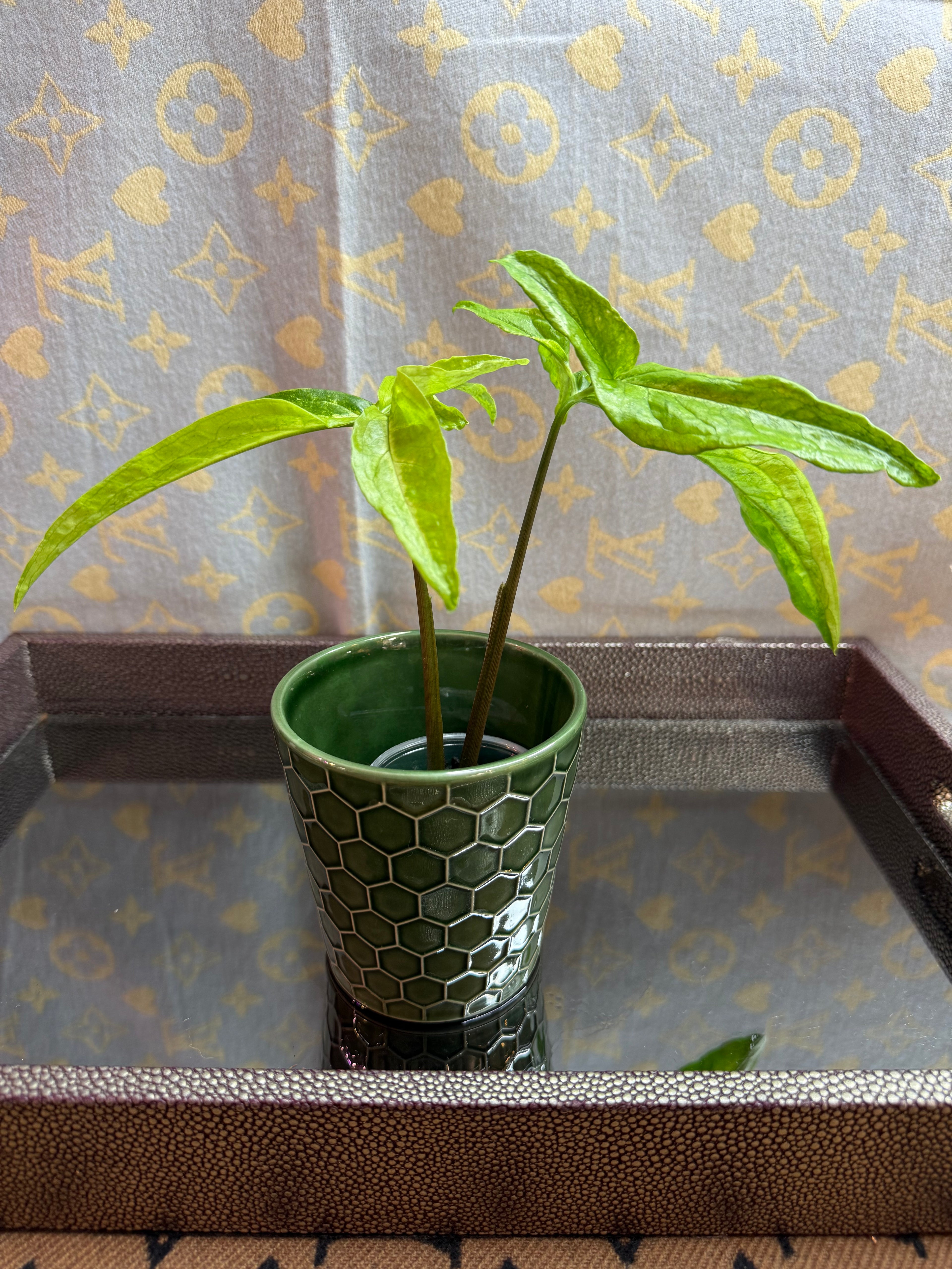 Syngonium Angustatum Variegated cutting