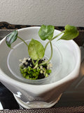 Alocasia Ninja Tri-Color (acclimated tissue culture)