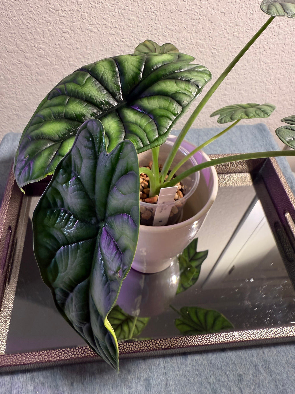 Alocasia Dragon Scale