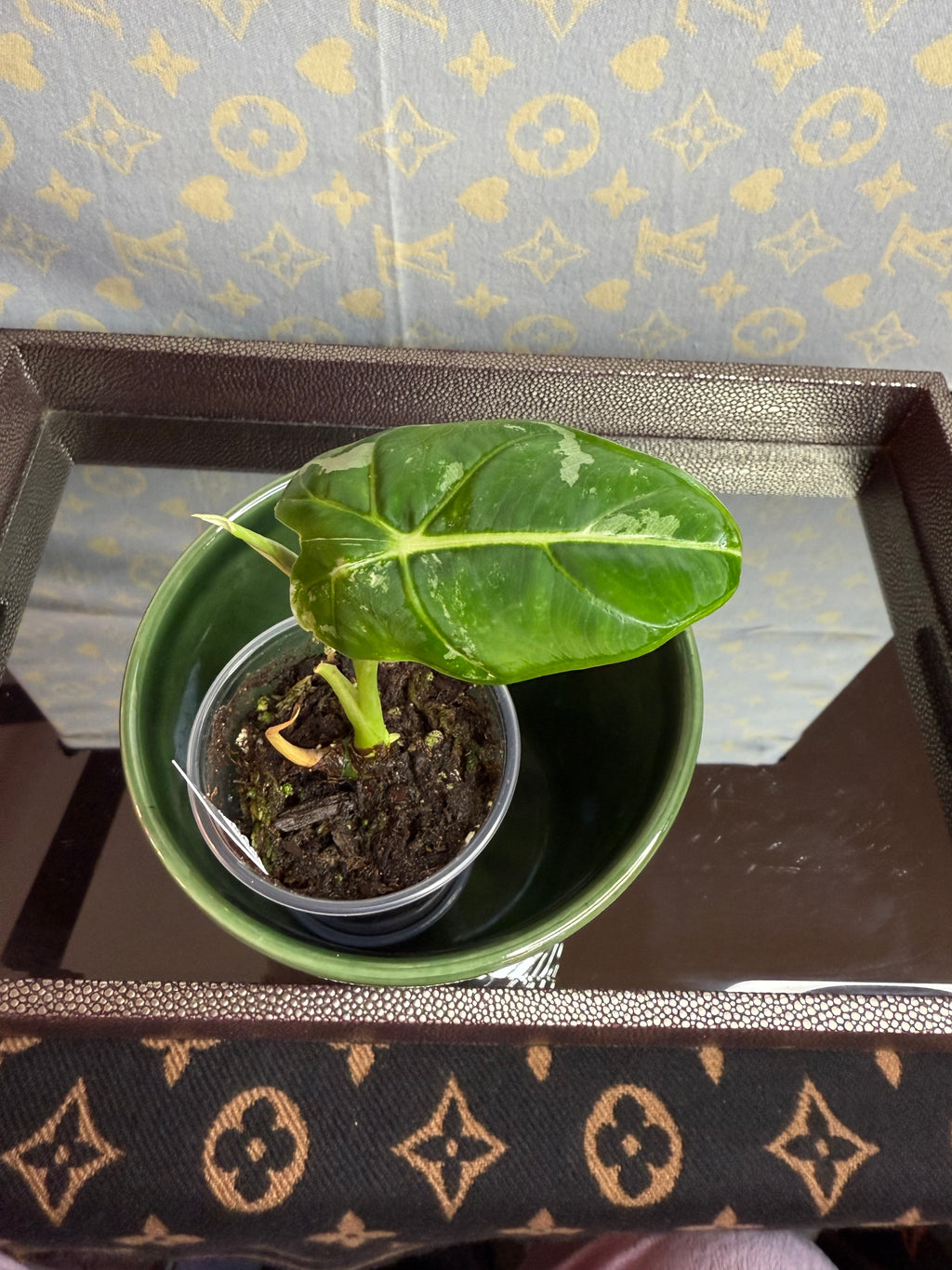 Alocasia Frydek Variegated