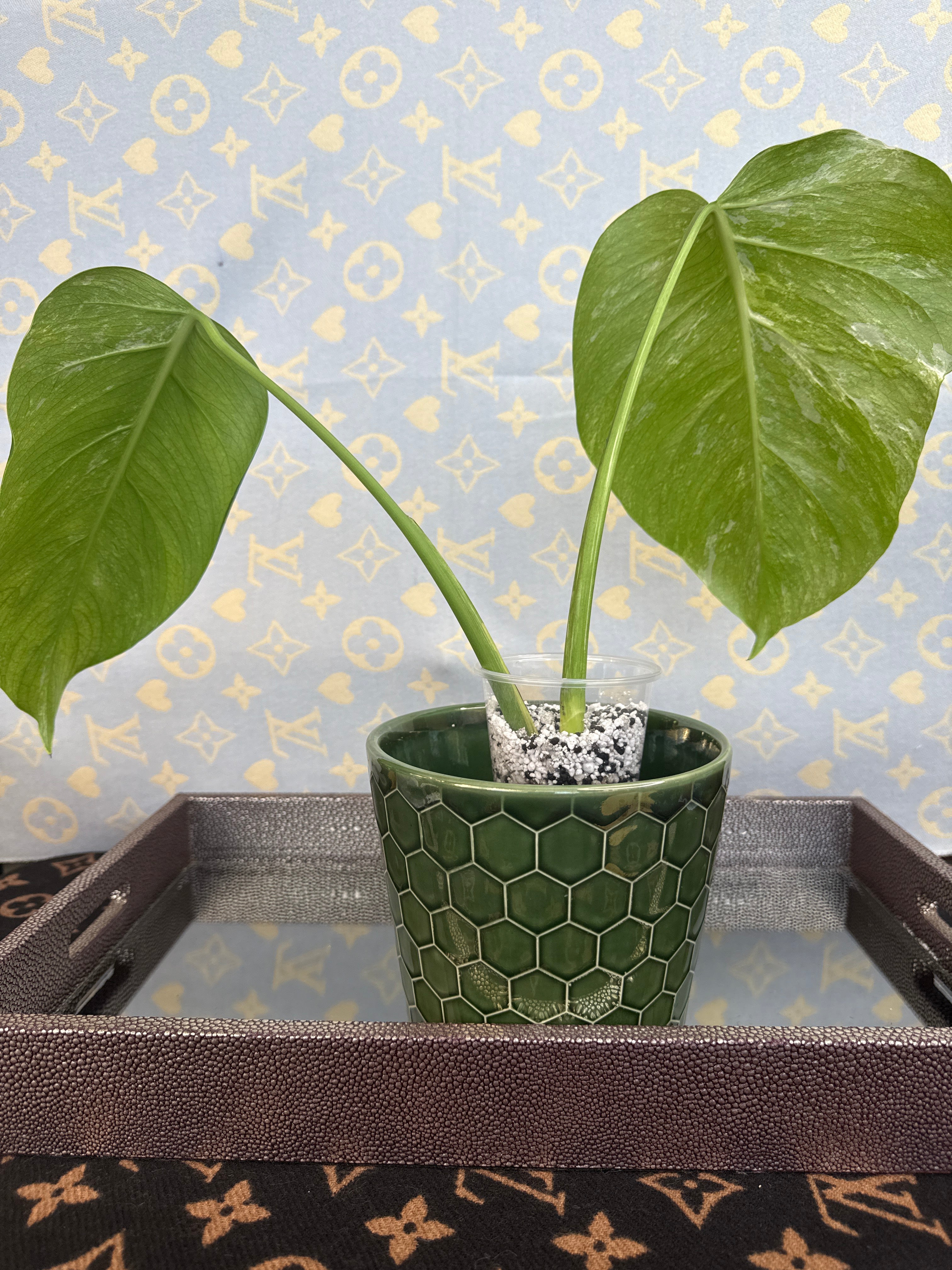 Monstera Albo cutting