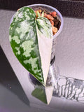 Scindapsus Mayari