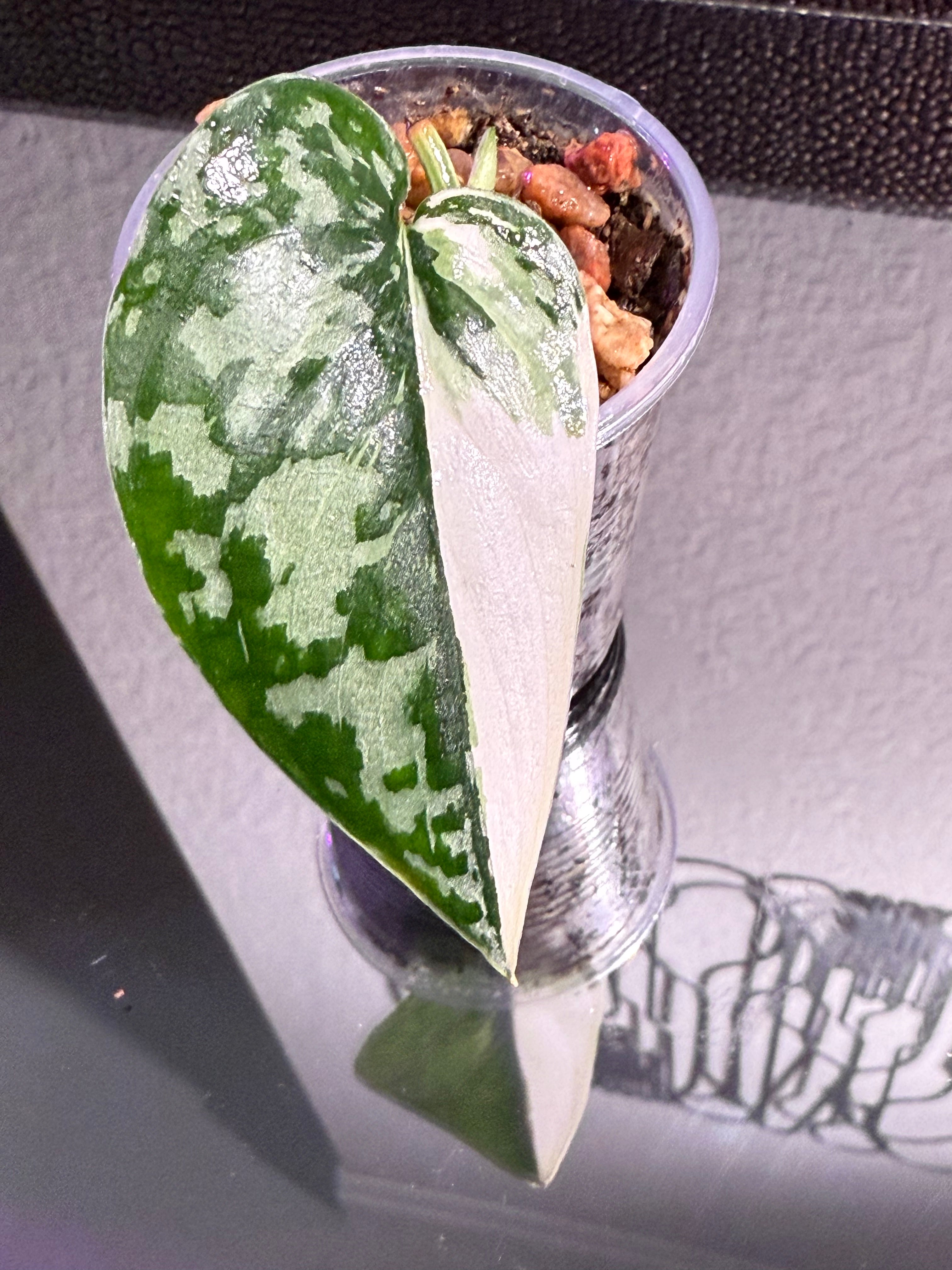 Scindapsus Mayari