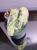 Scindapsus Halimoon Variegated