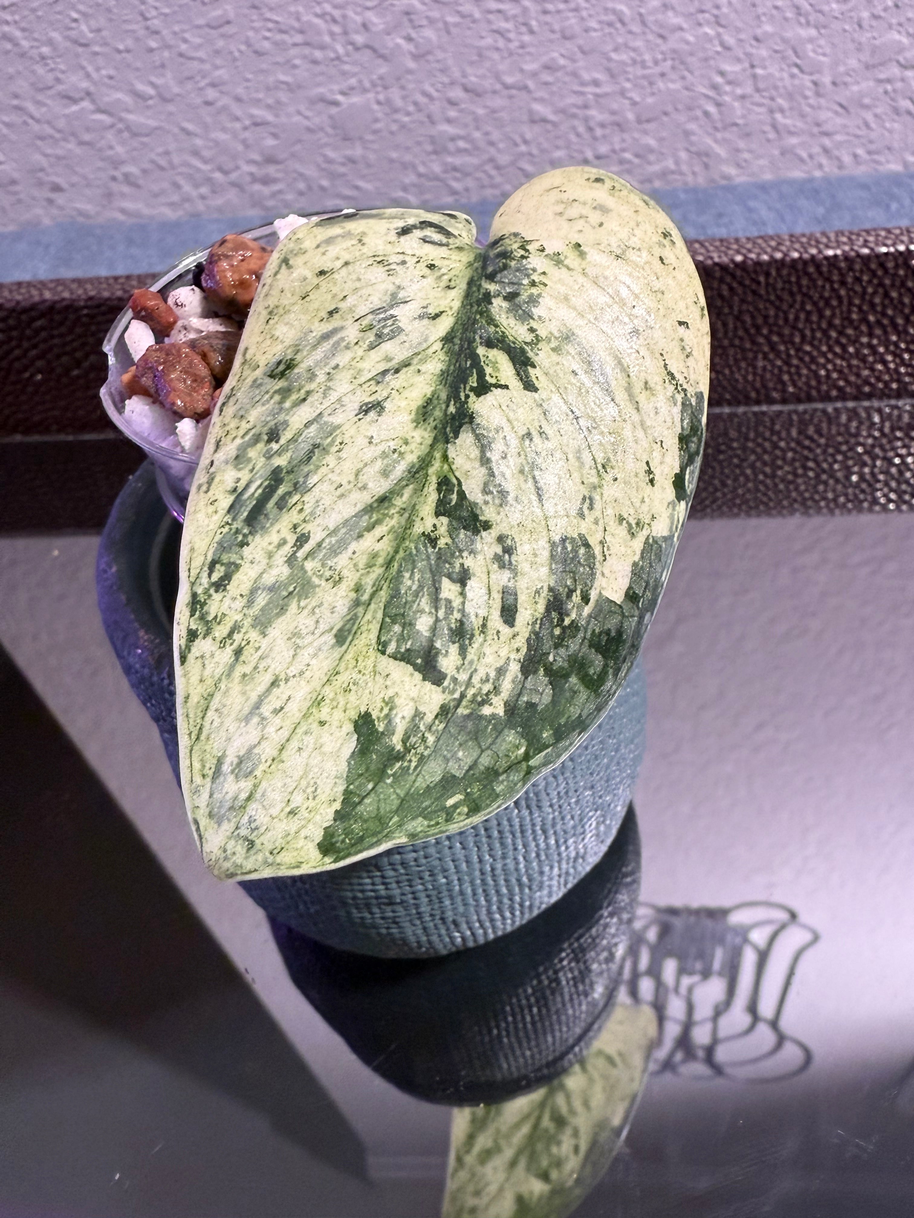 Scindapsus Halimoon Variegated