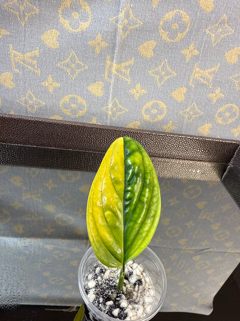 Monstera Peru Variegated rooted cutting