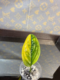 Monstera Peru Variegated rooted cutting