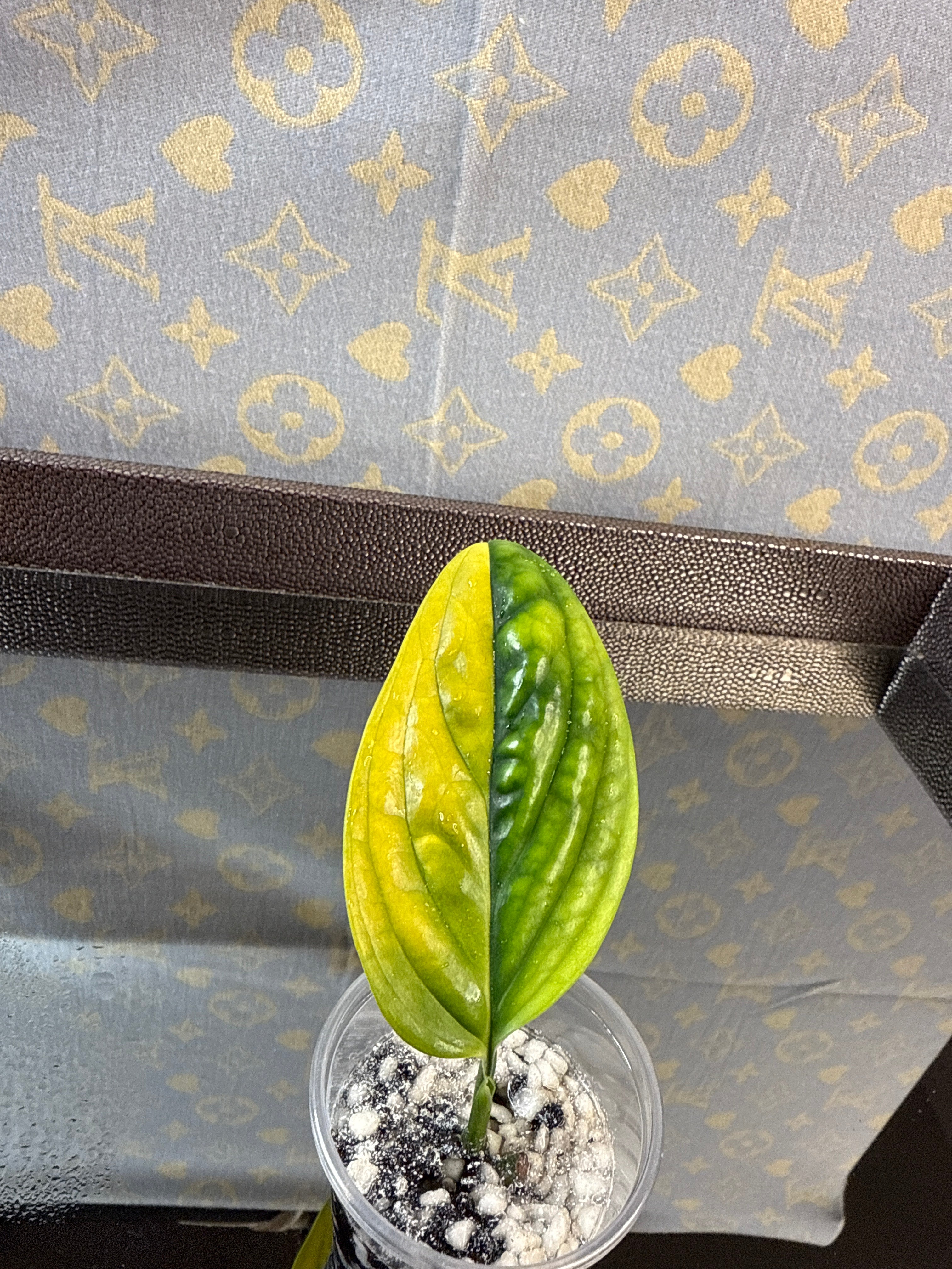 Monstera Peru Variegated rooted cutting